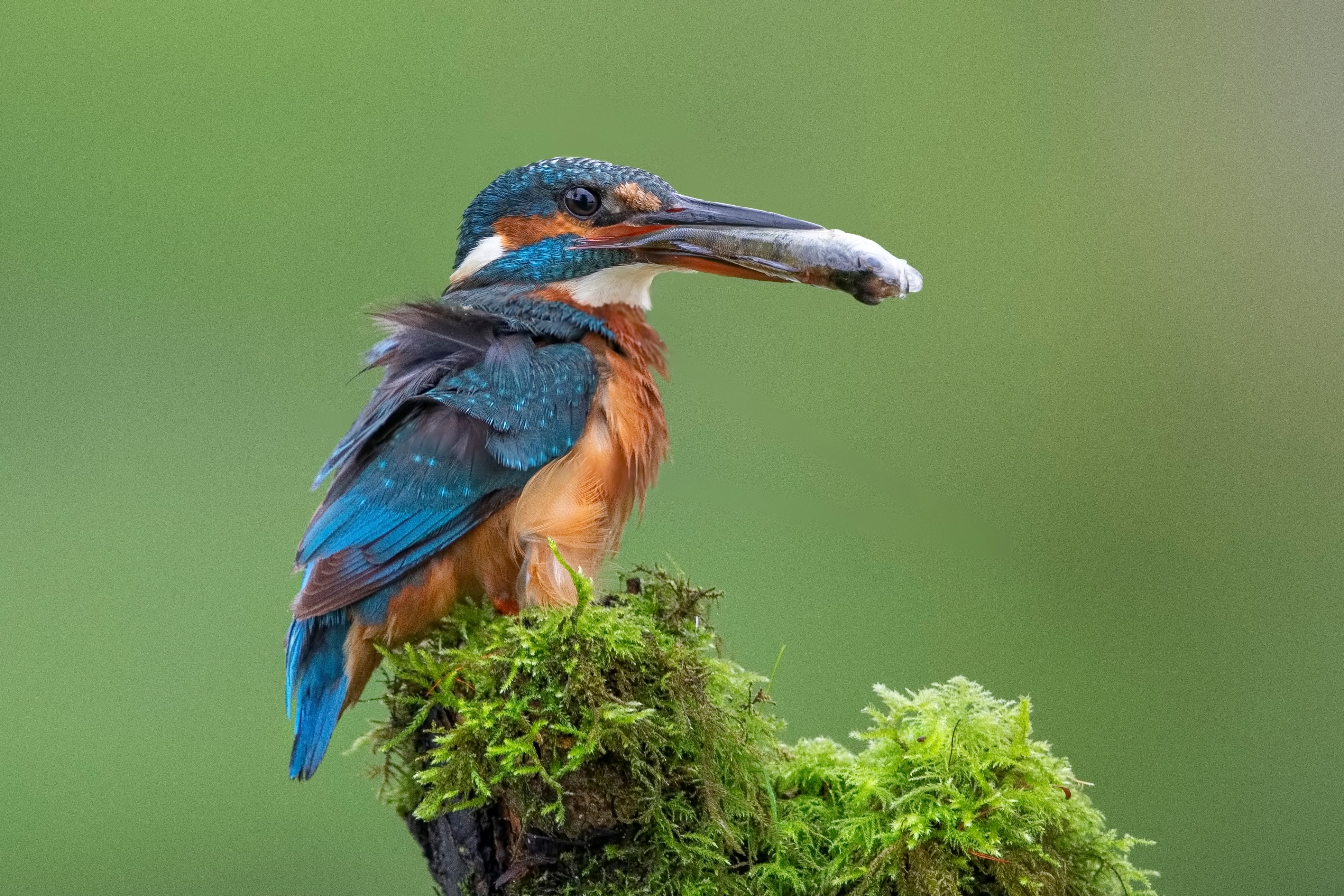 Ijsvogel Kuipersveer © Rob van Mourick