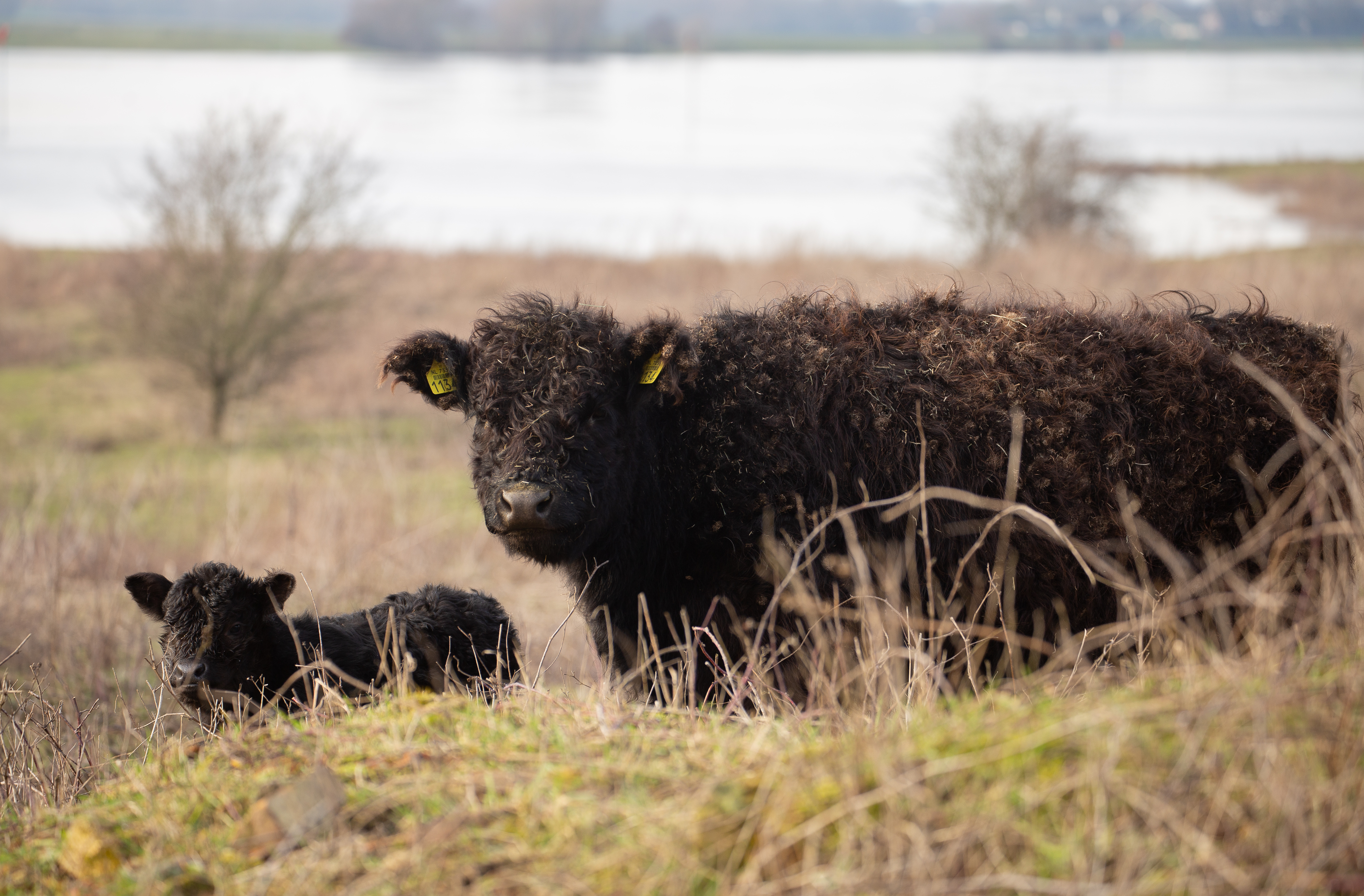 Galloways in de Loowaard © Sabine Wolters