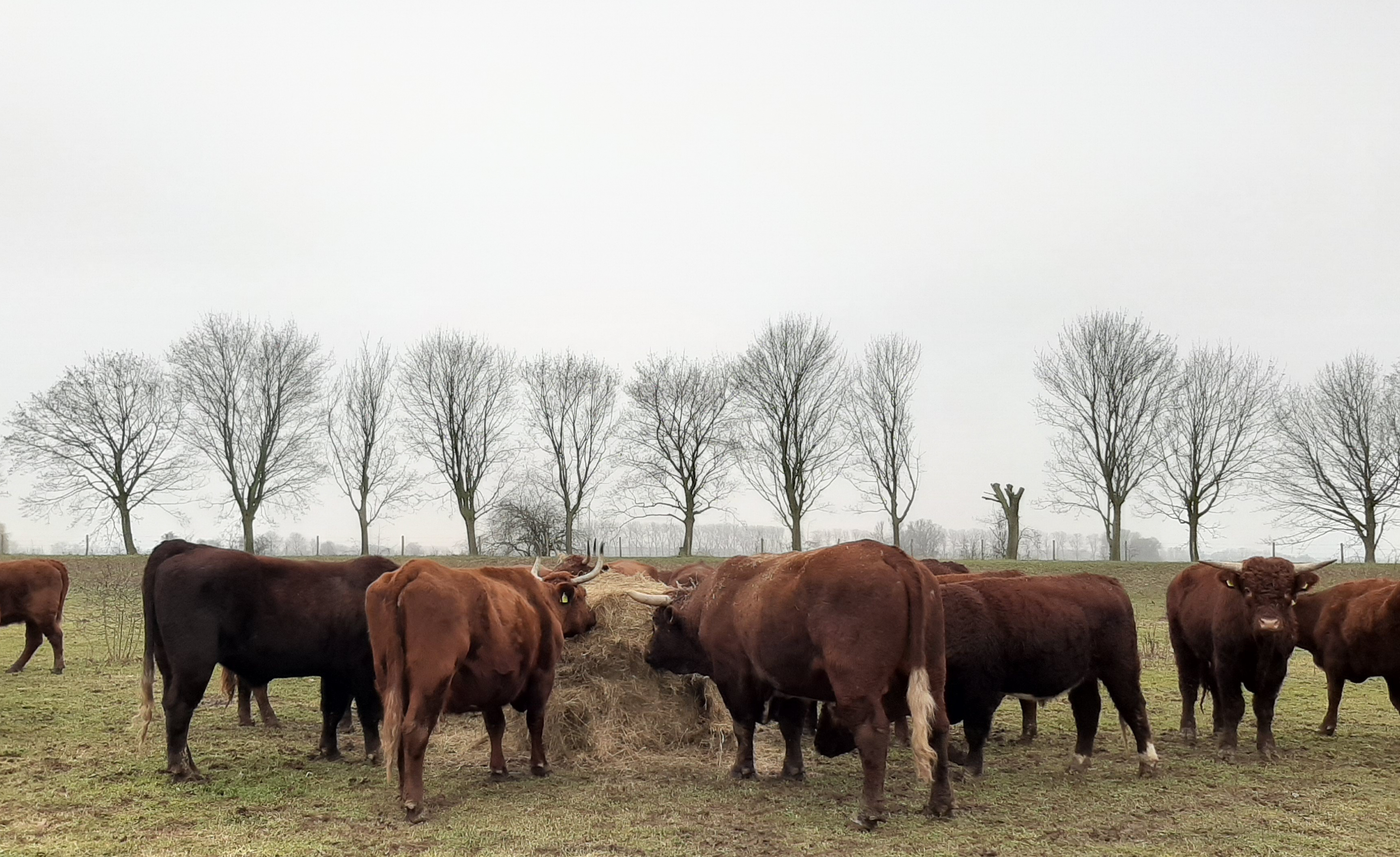 Rode Geuzen op de hoogwatervluchtplaats in Gendt © Baike Popma