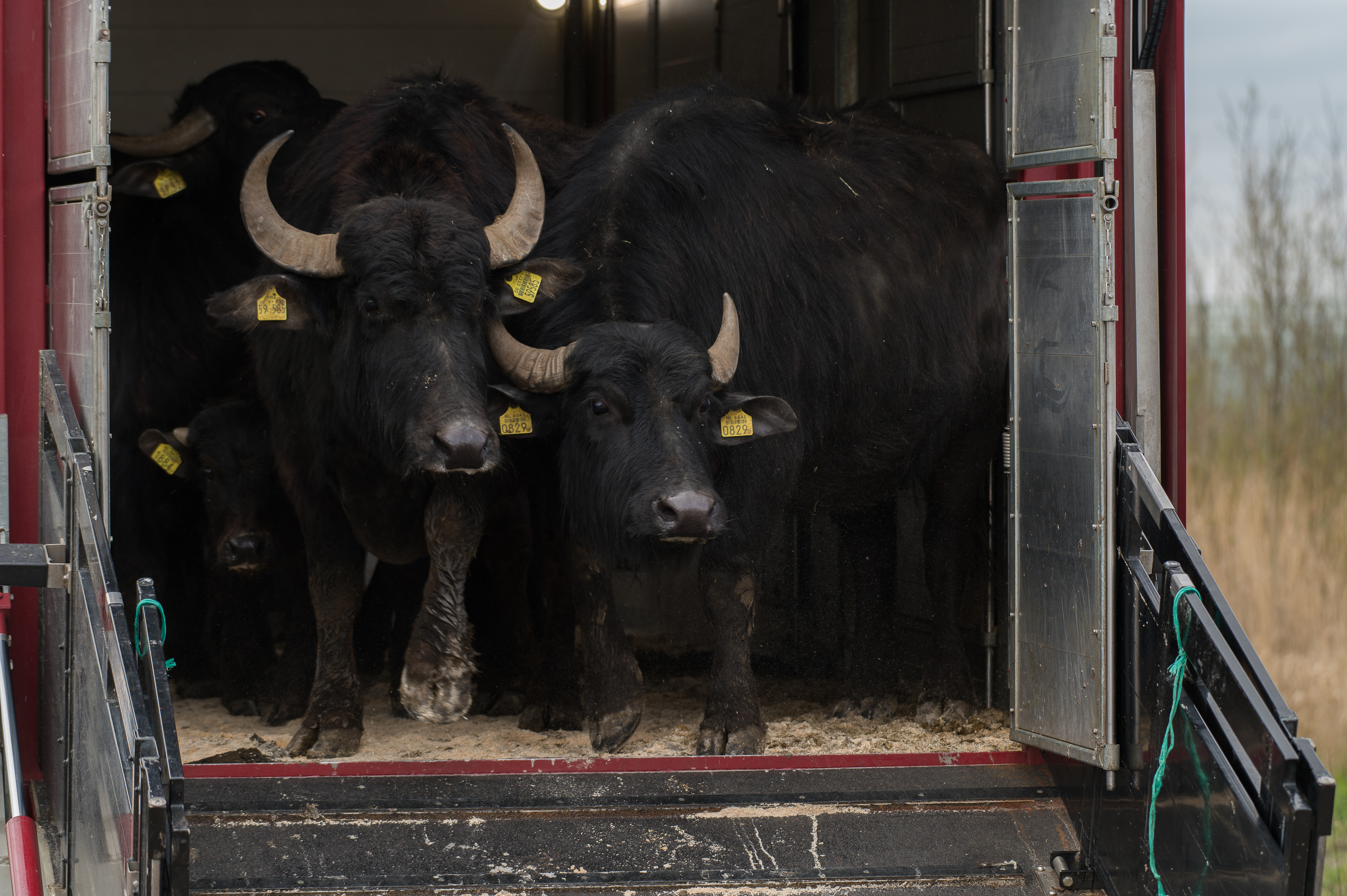 De waterbuffels mogen los in Diemerscheg