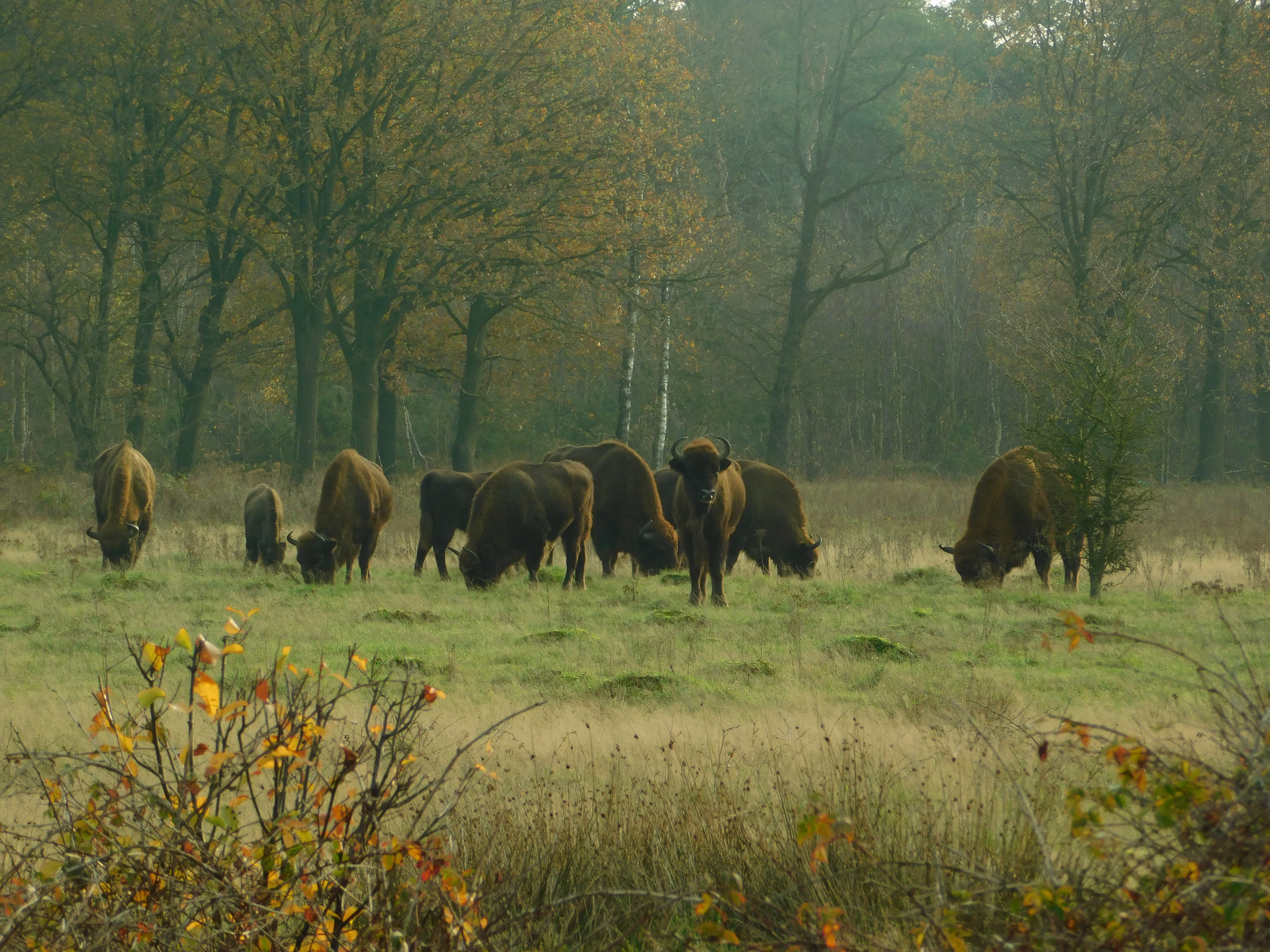 Wisenten Maashorst © Jelle van Zanten