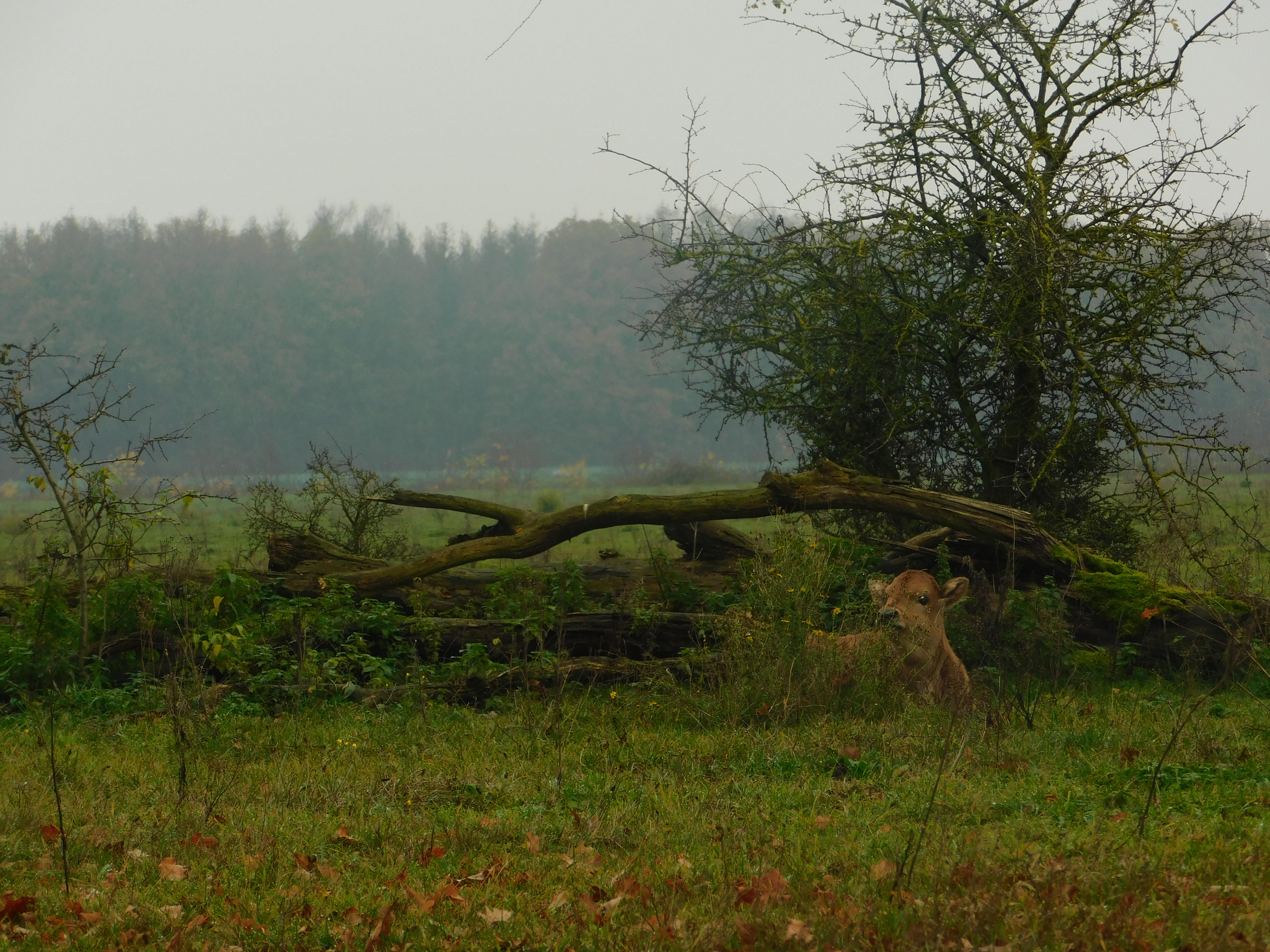© Jelle van Zanten