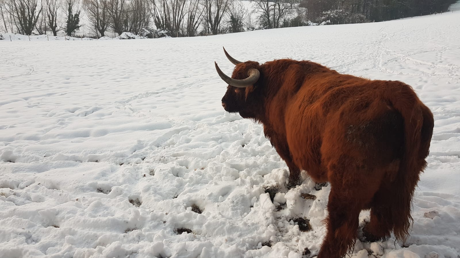 Lossen stier januari Meelenbroek © Patrick van den Burg