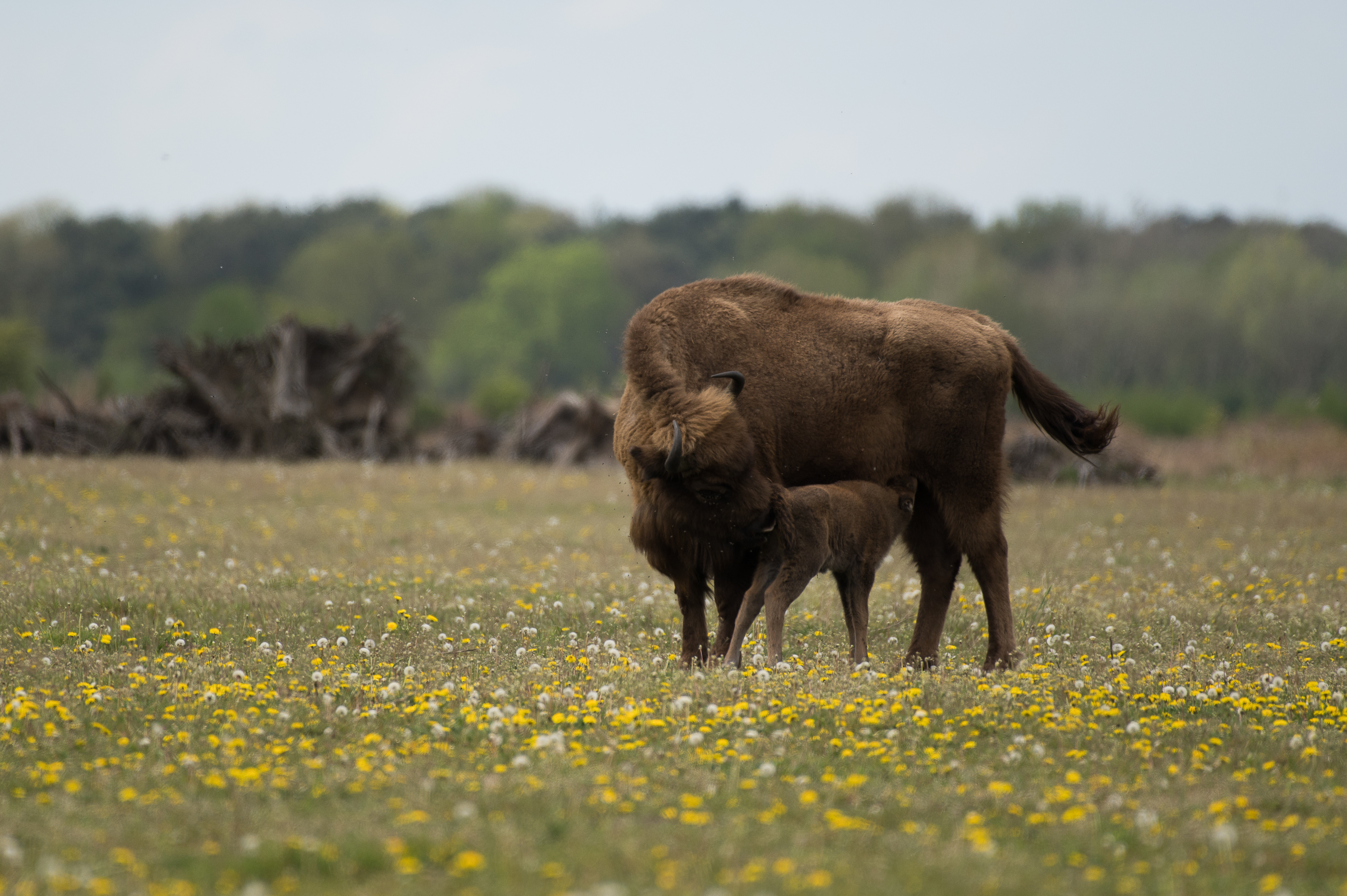 eerste kalf Maashorst 2021 © Arjen Boerman