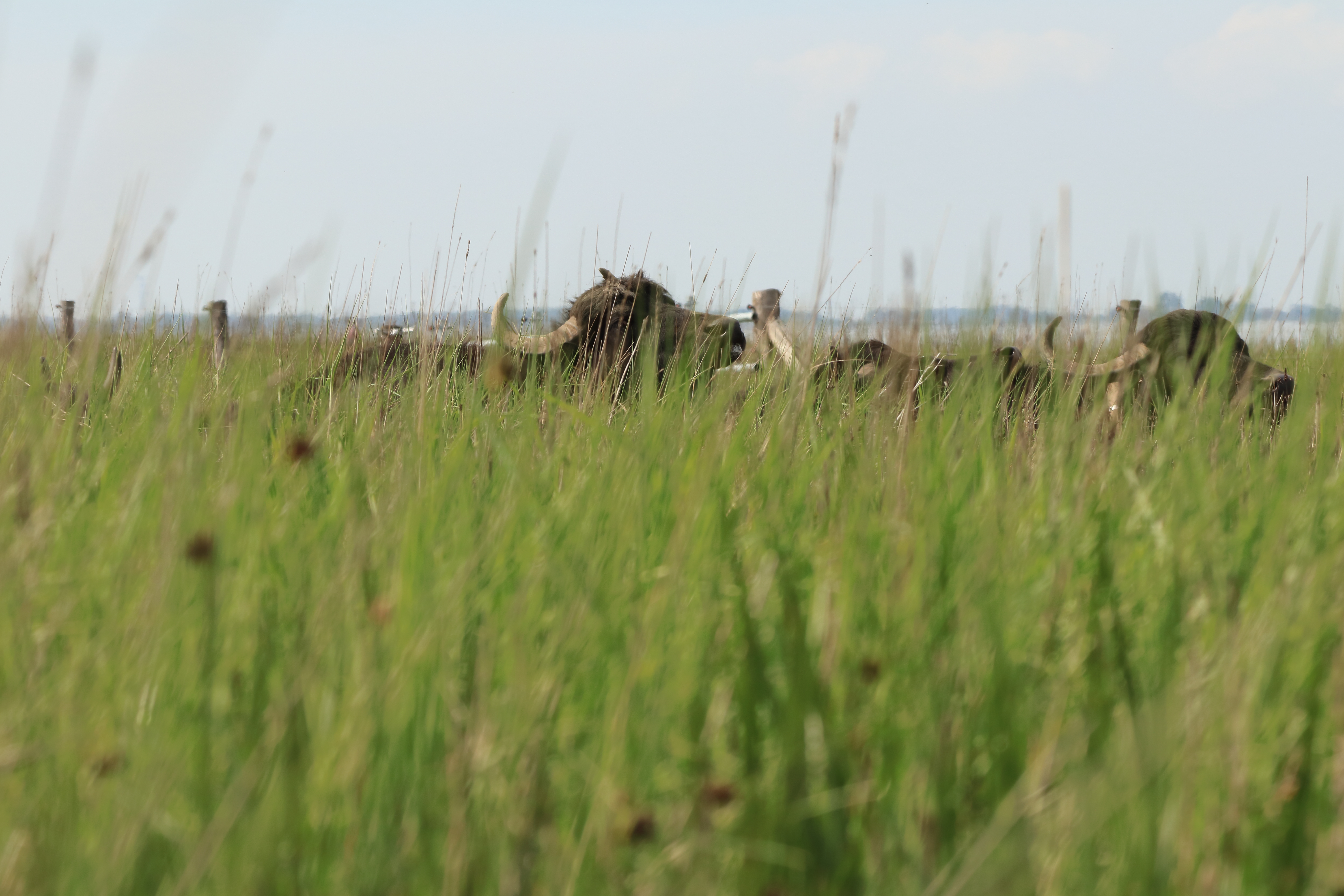 Waterbuffels rusten uit in Baalhoek