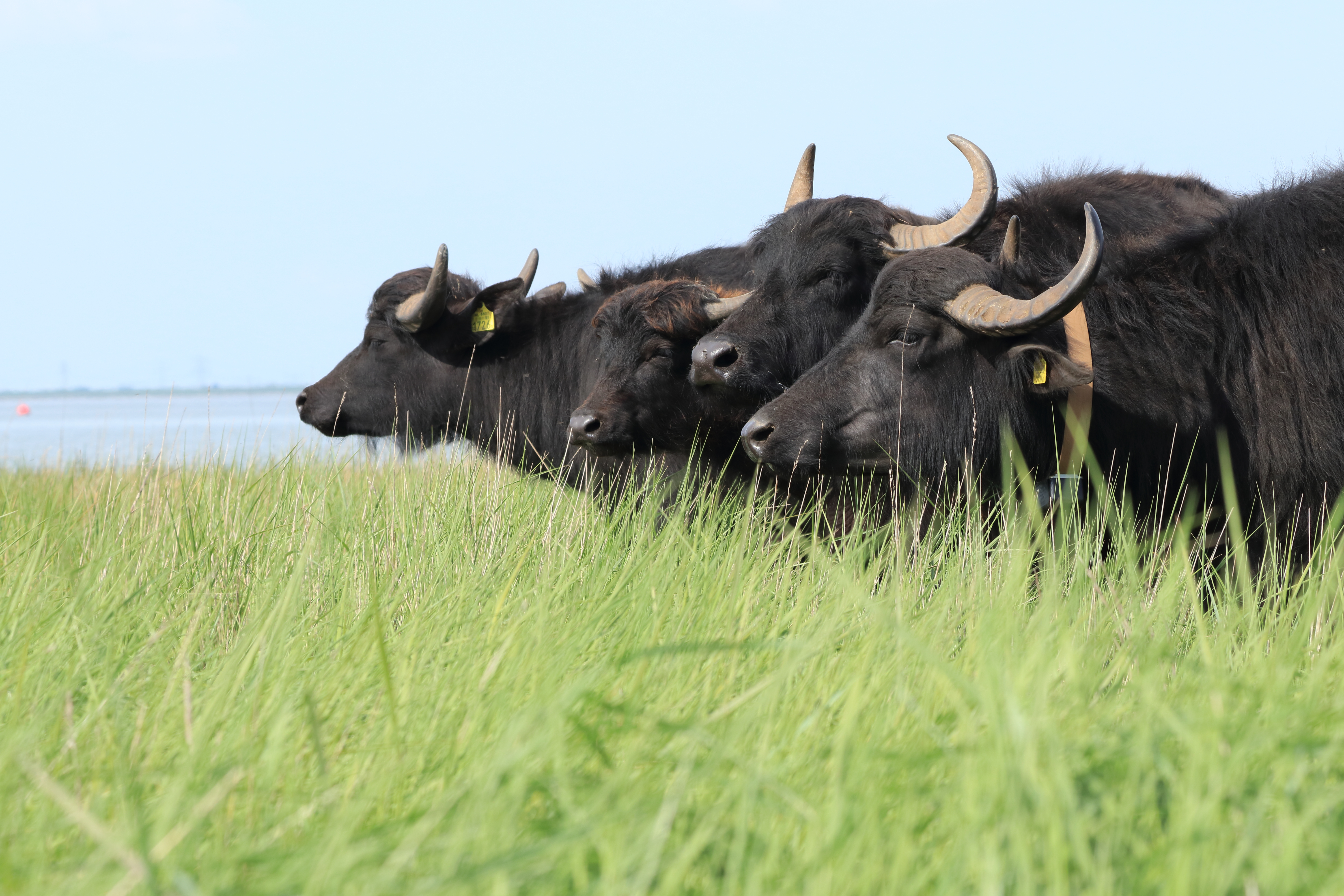 Waterbuffels kijken uit over Saeftinghe