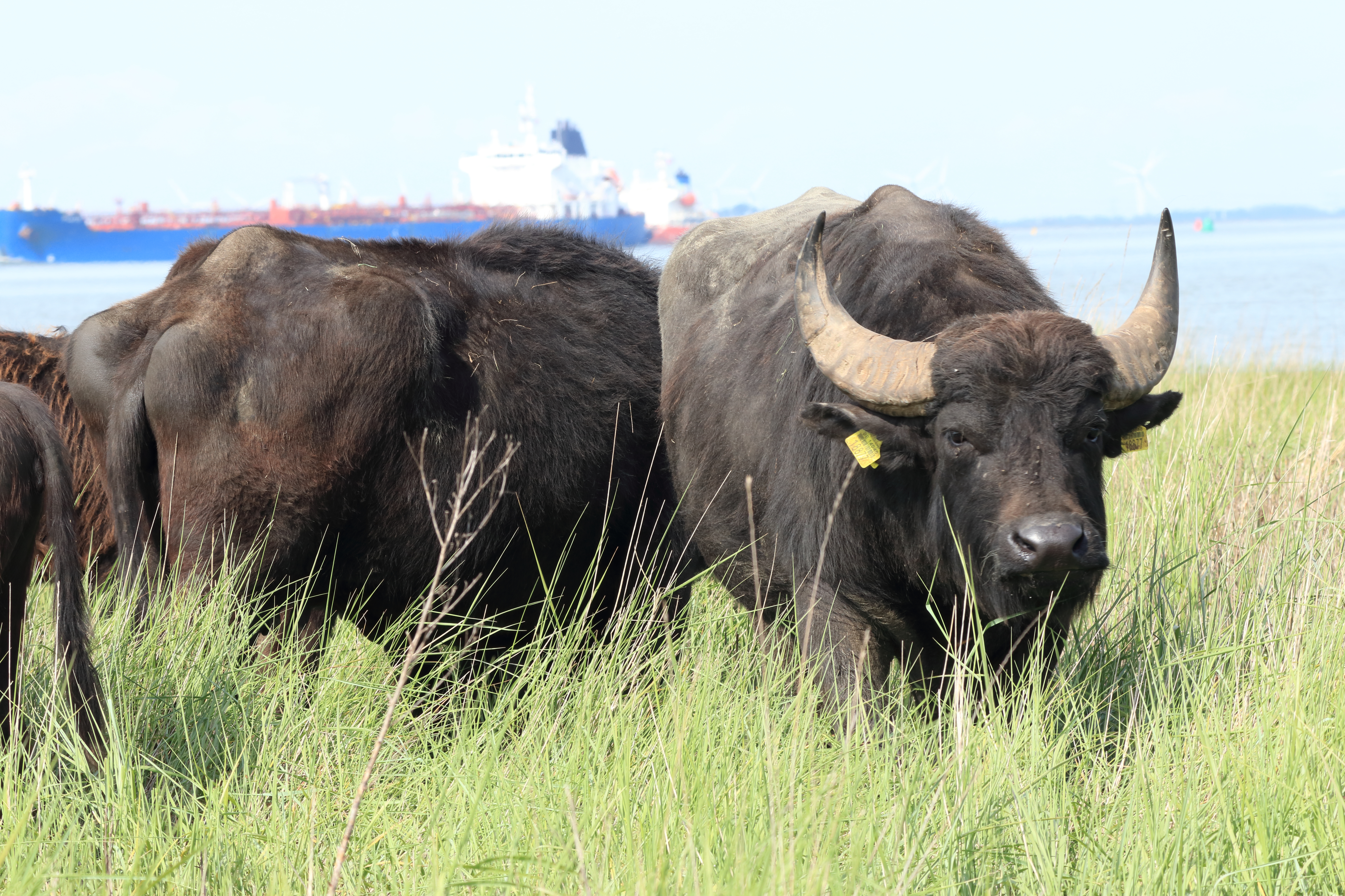 Waterbuffelstier aan de wandel