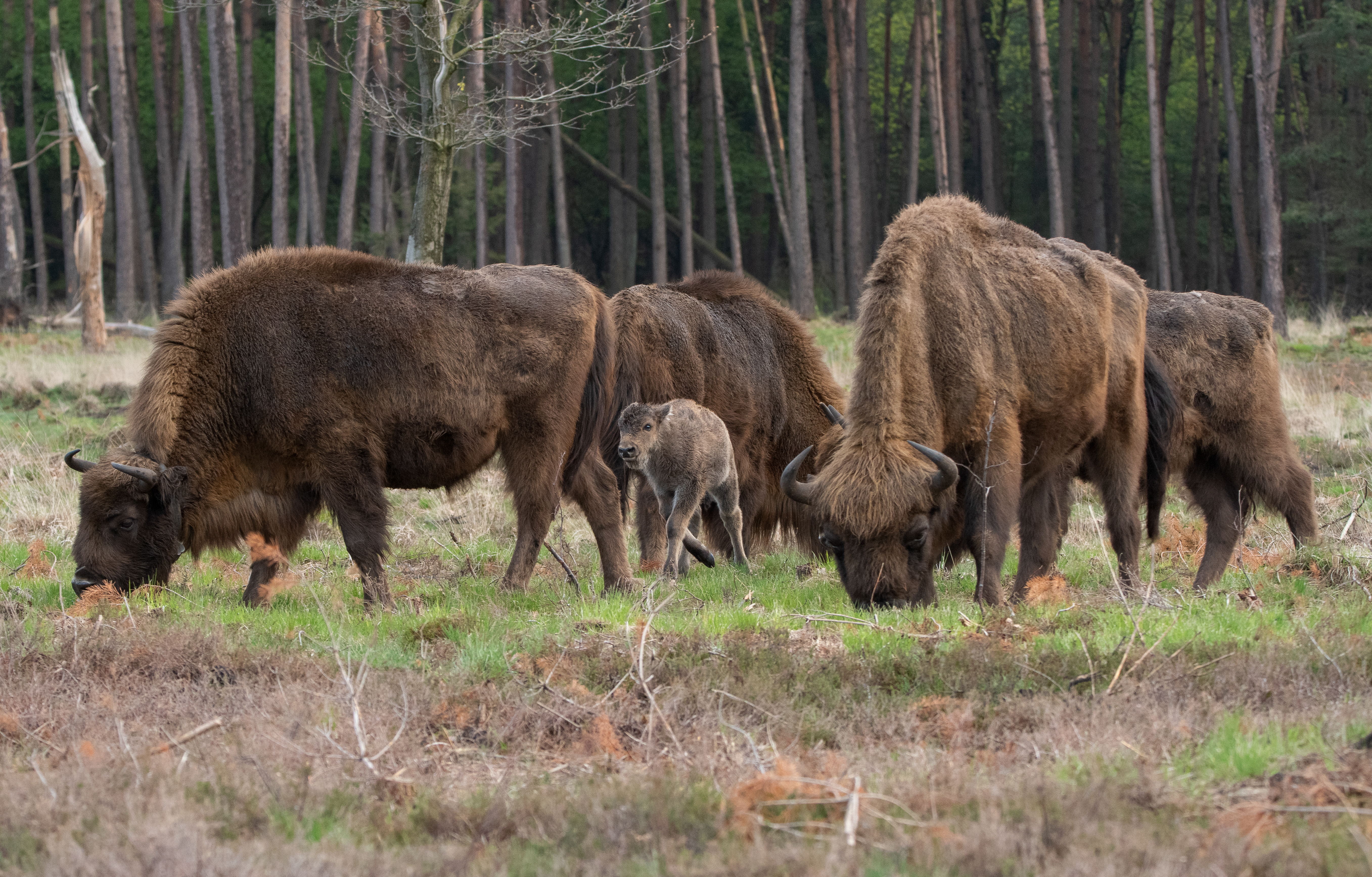 © Dirk Goudkuil 1e koekalf 2021 Veluwe