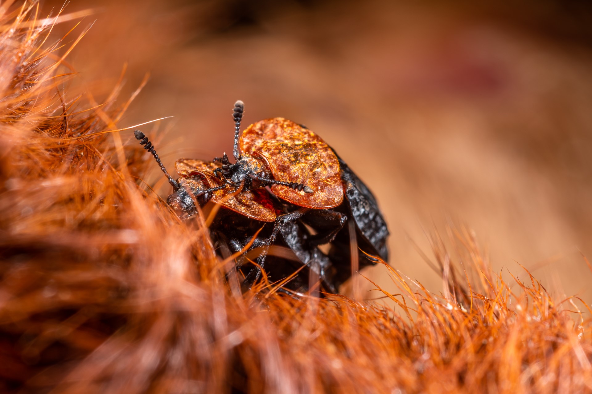 Oranje Aaskevers op wisent © Fabian Schulting
