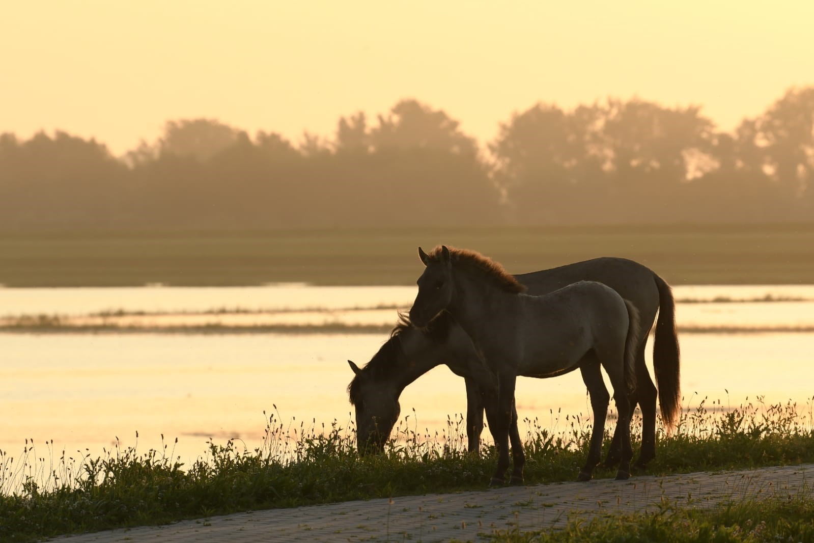 © Arjen Boerman - koniks staan veilig op de dijk