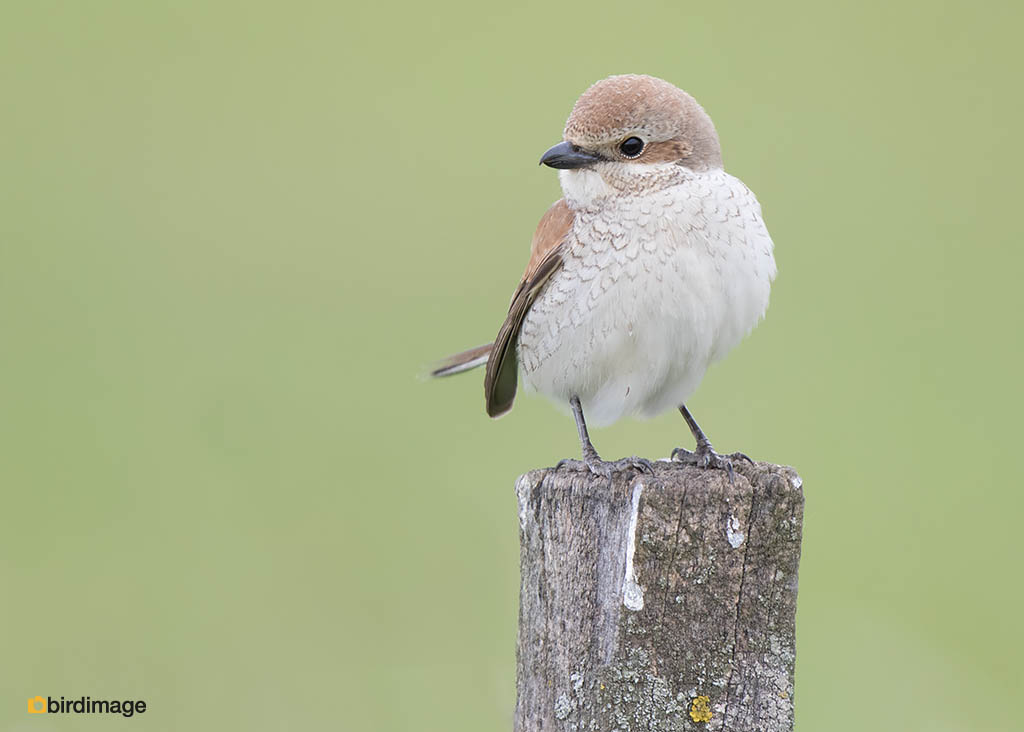 Een Grauwe klauwier vrouwtje (foto: Marc Gottenbos)