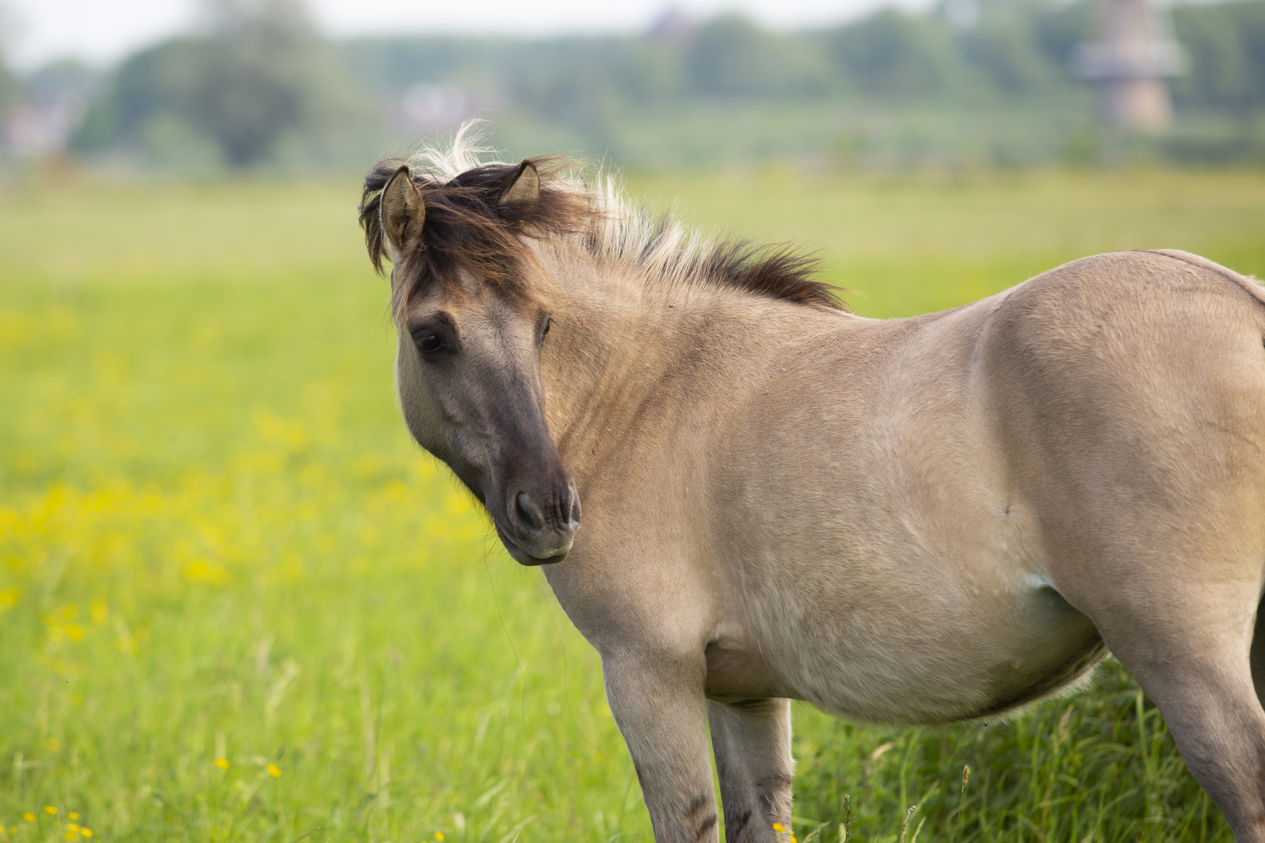 Konik op de Groesplaat