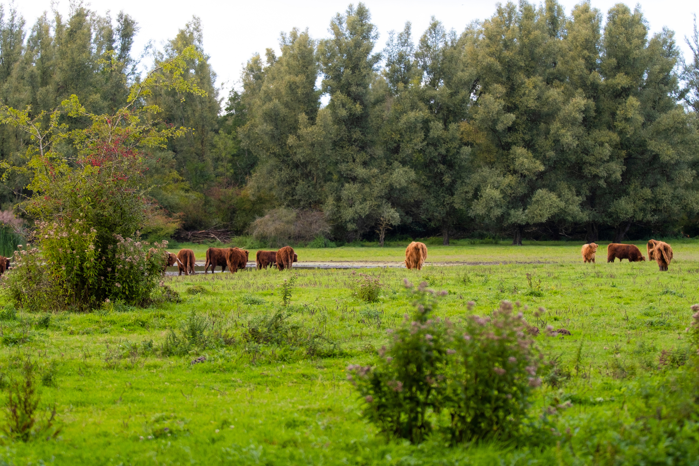 Schotse Hooglanders in Horsterwold
