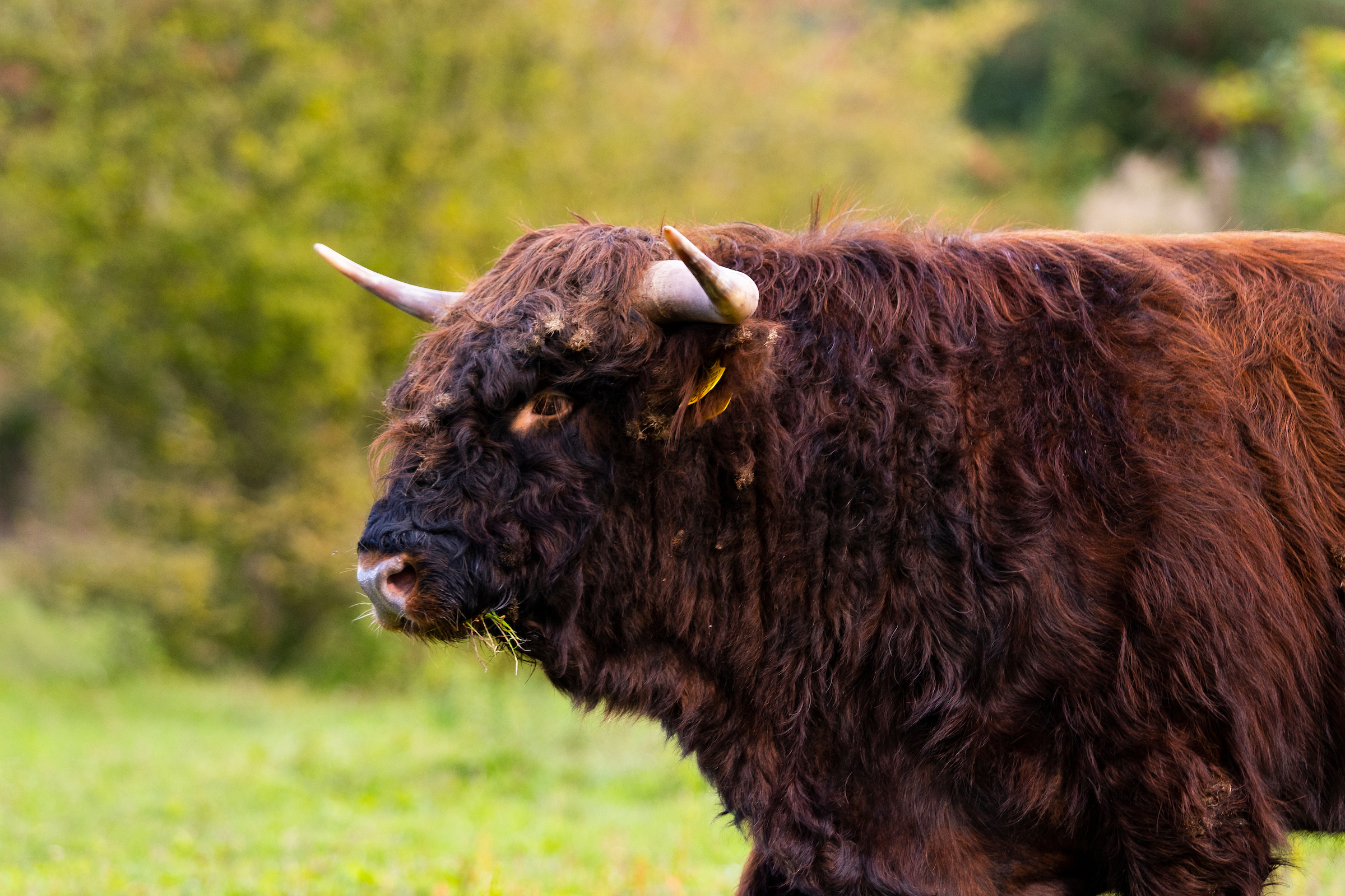 Schotse Hooglander Stier
