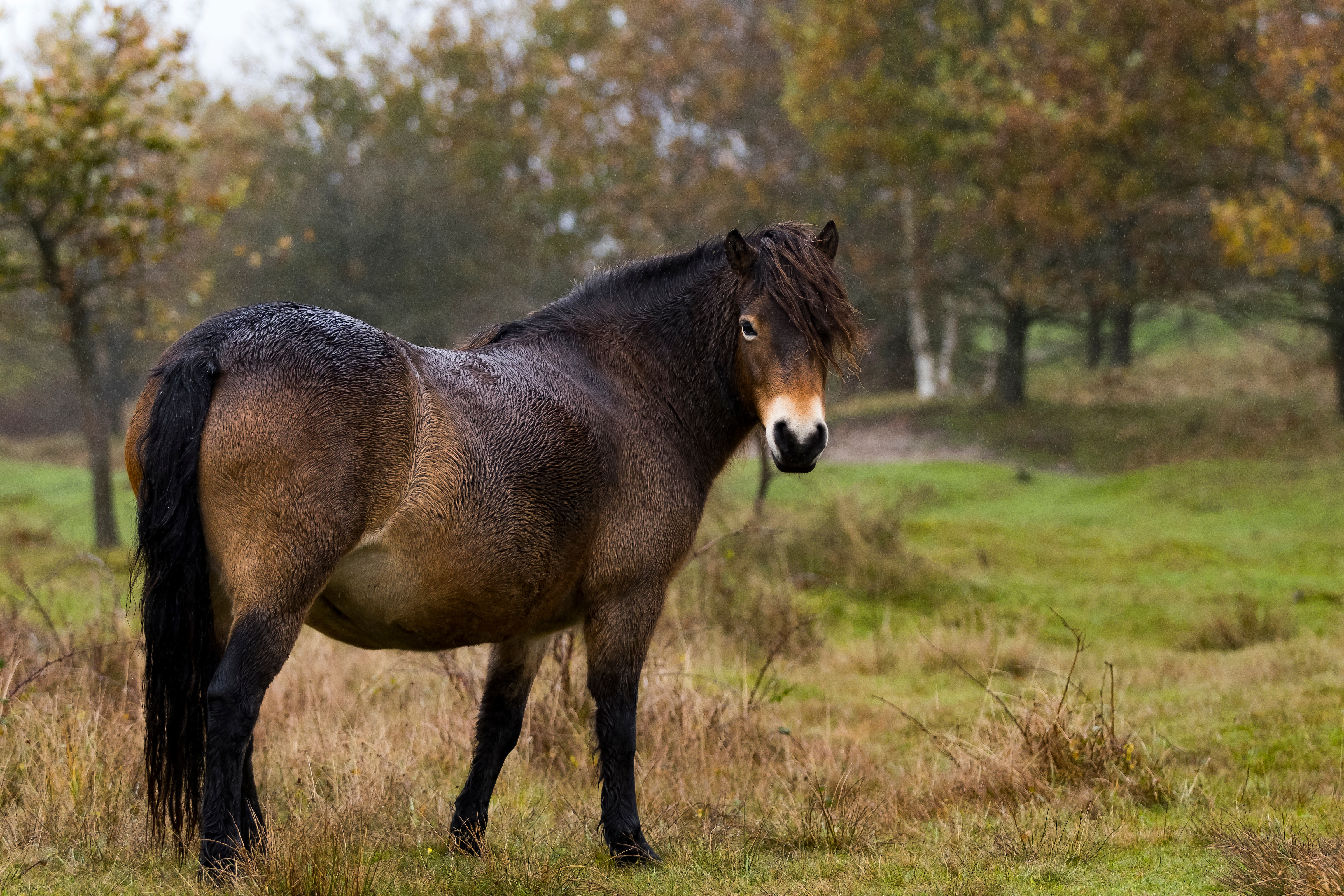 Exmoor op Schiermonnikoog
