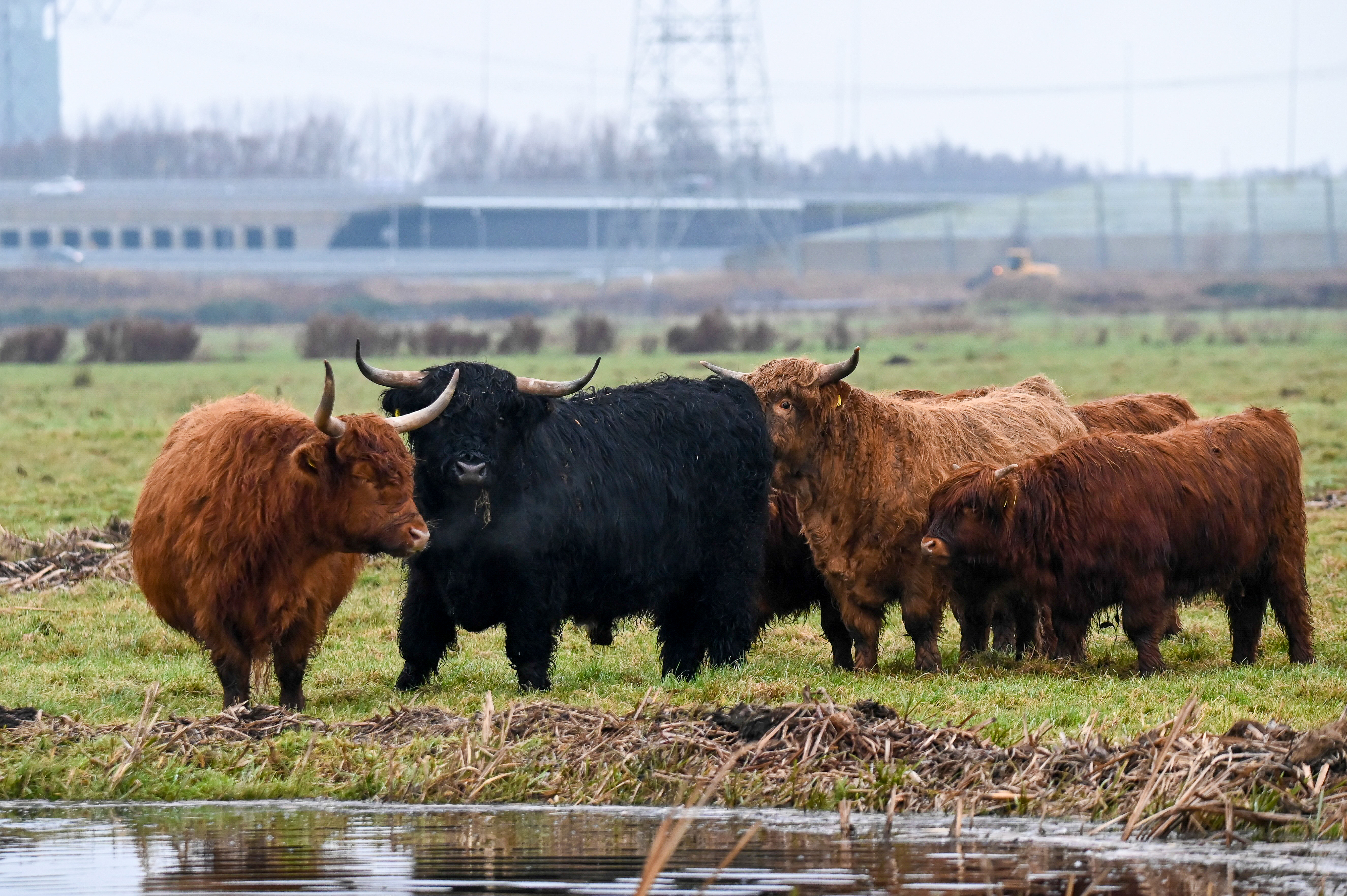 Schotse Hooglanders Oude Papelaan