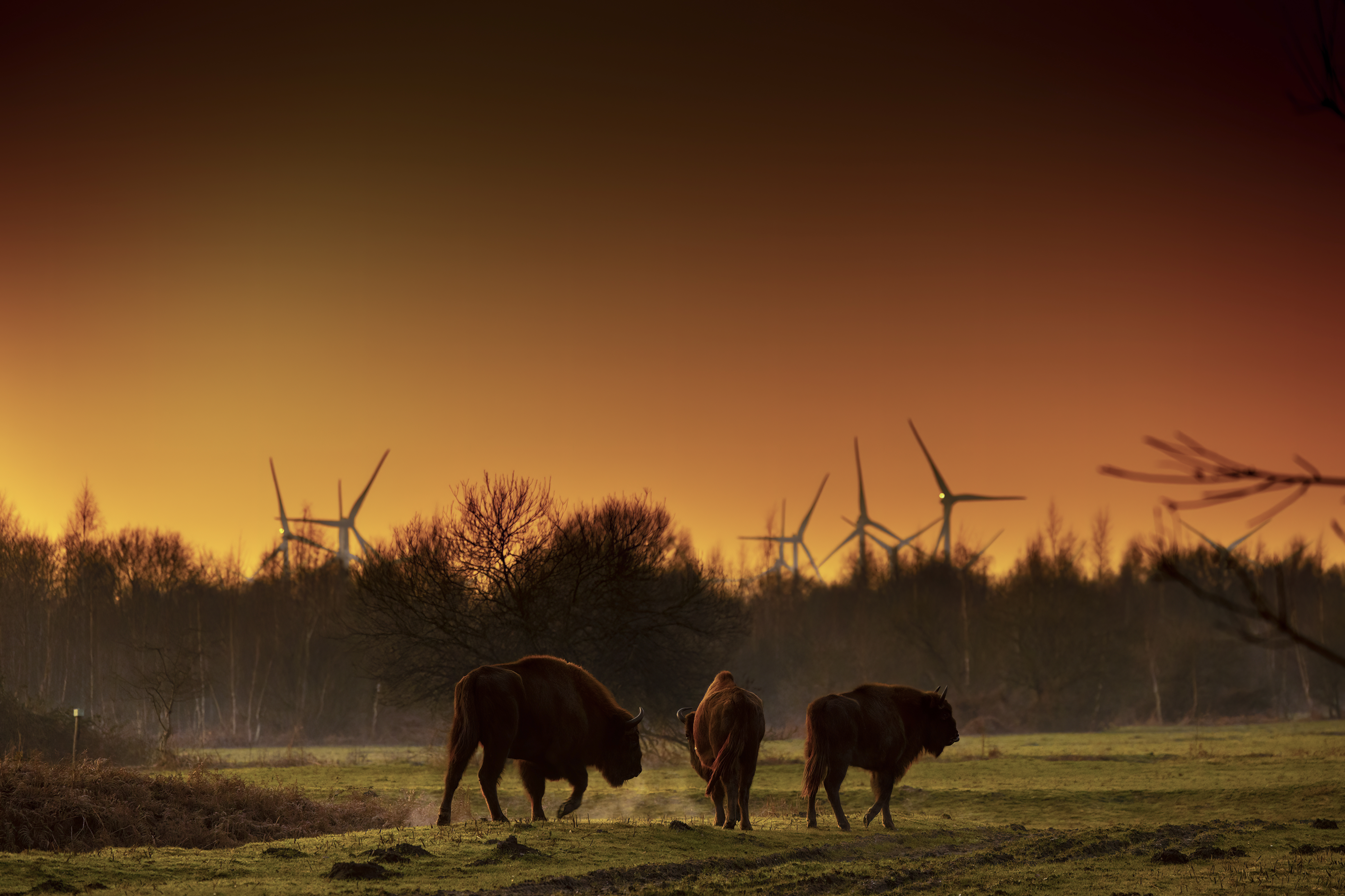 Wisenten Slikken van de Heen