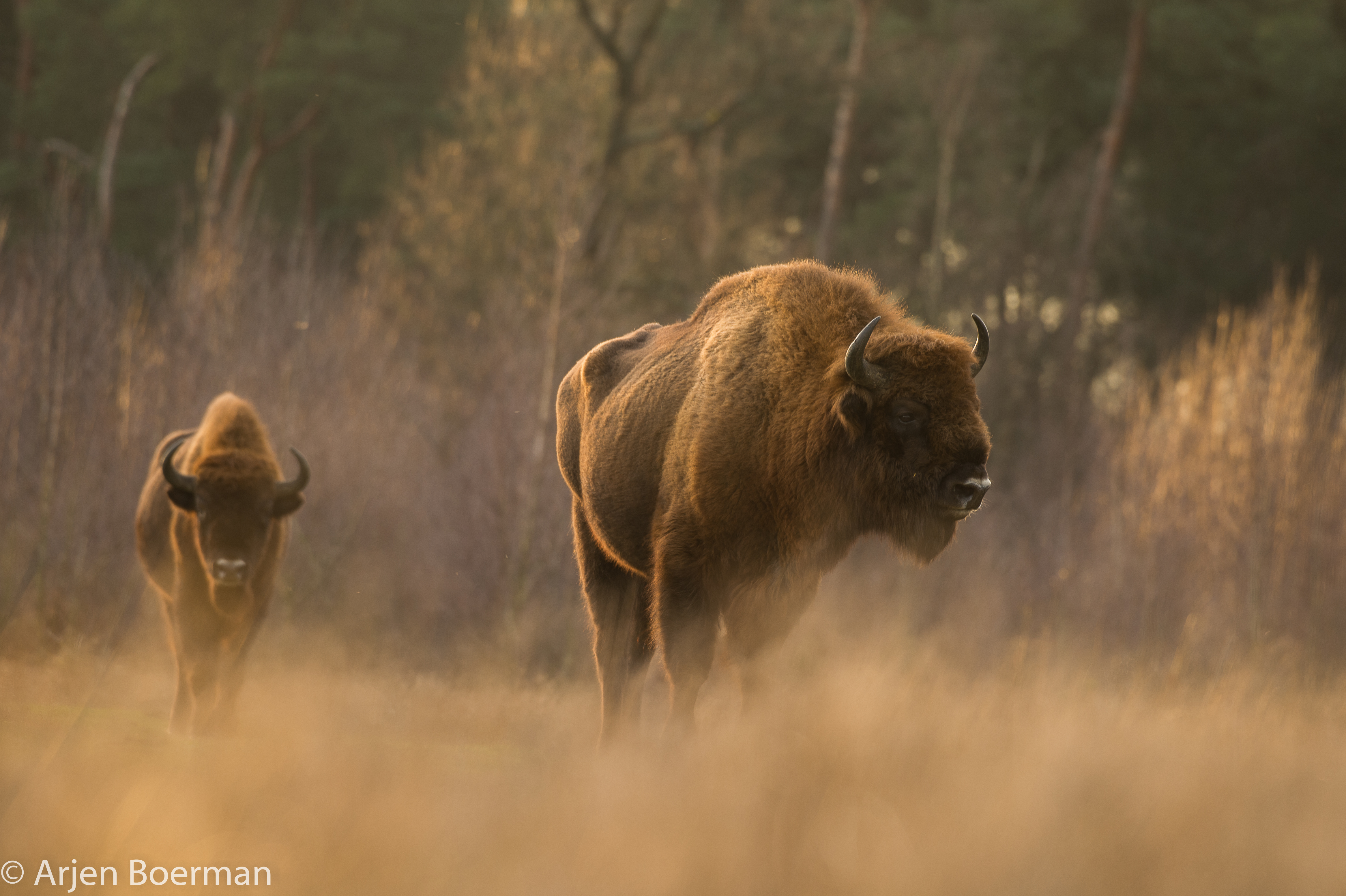 Wisenten op de veluwe