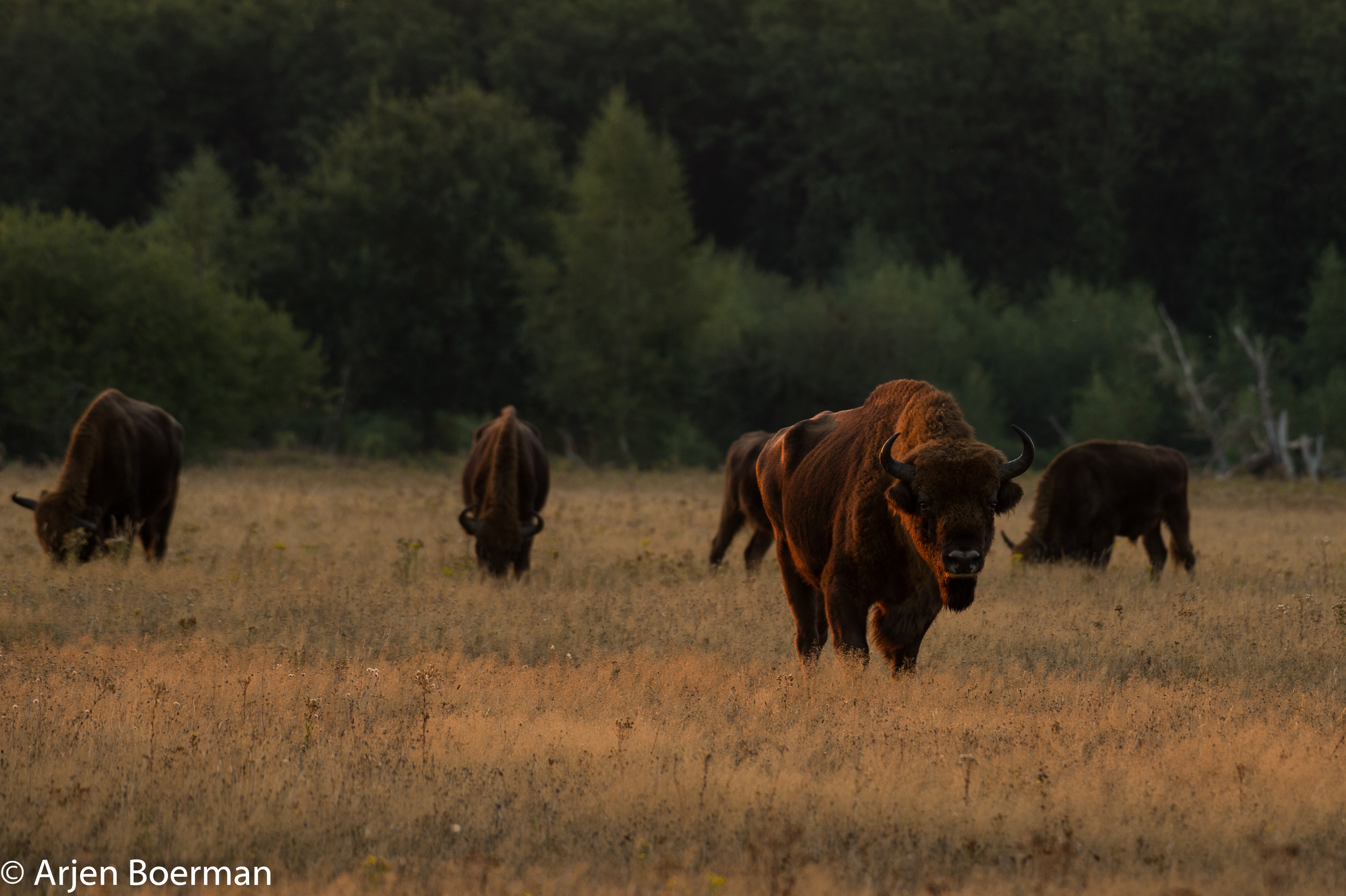 Wisentenkudde op de Veluwe