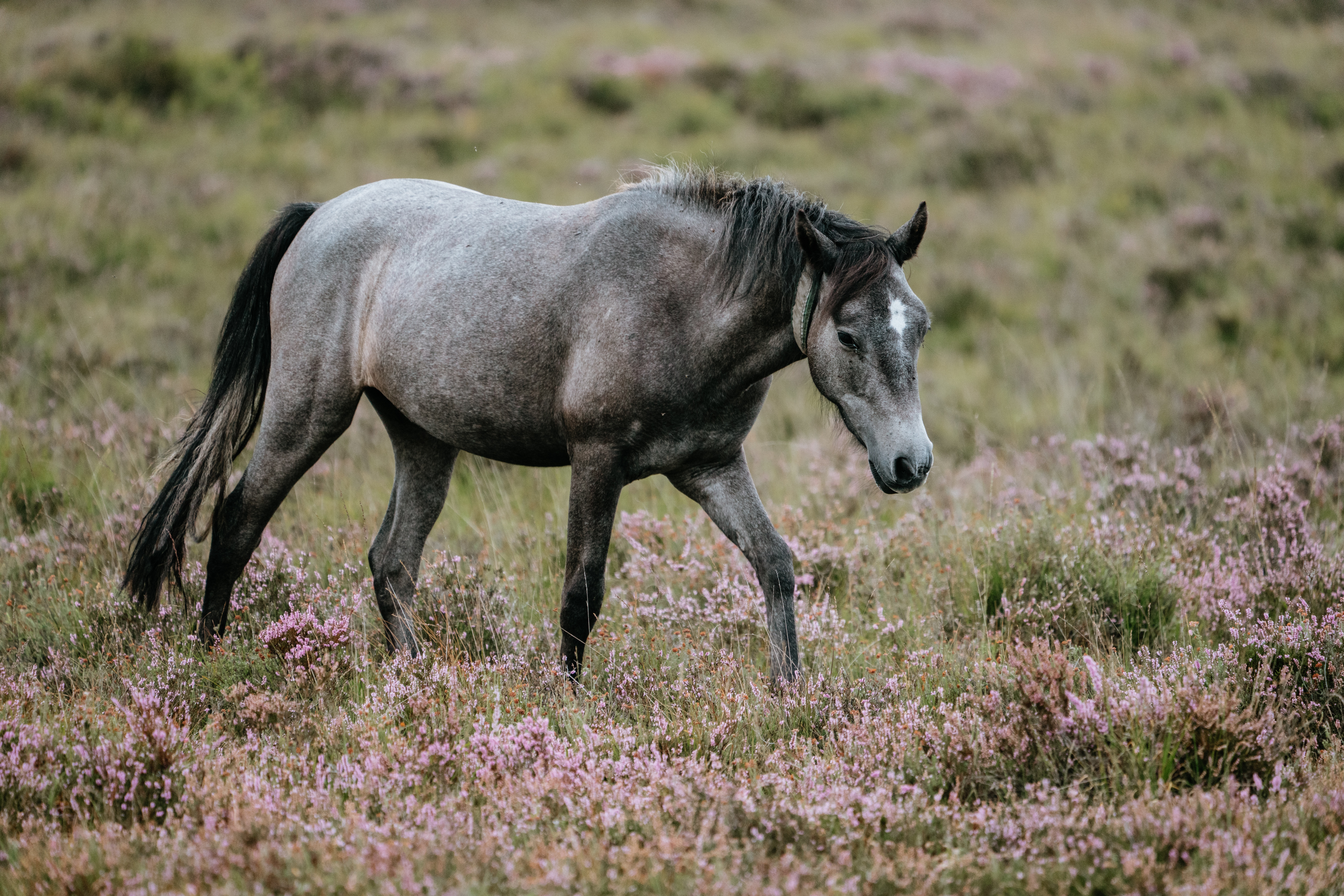New forest pony