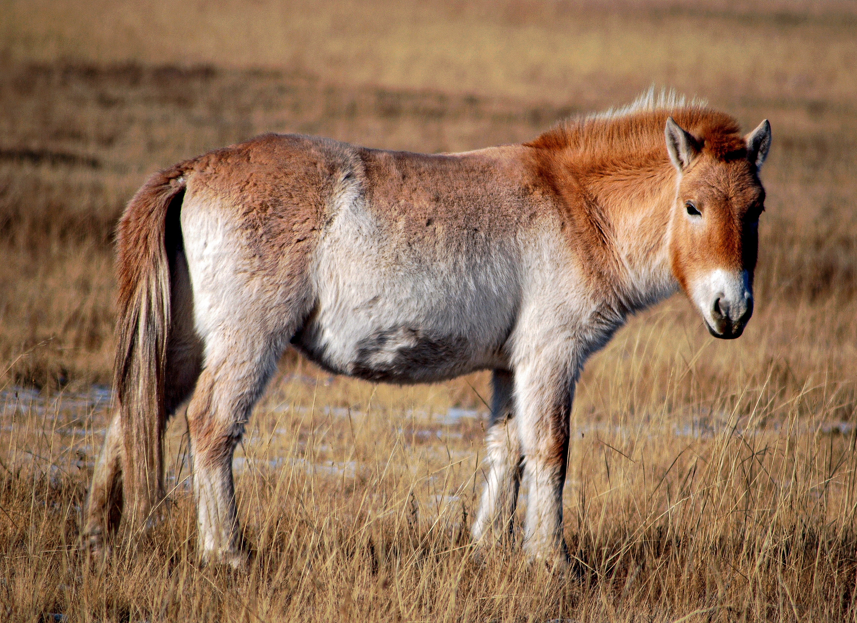 Przewalski