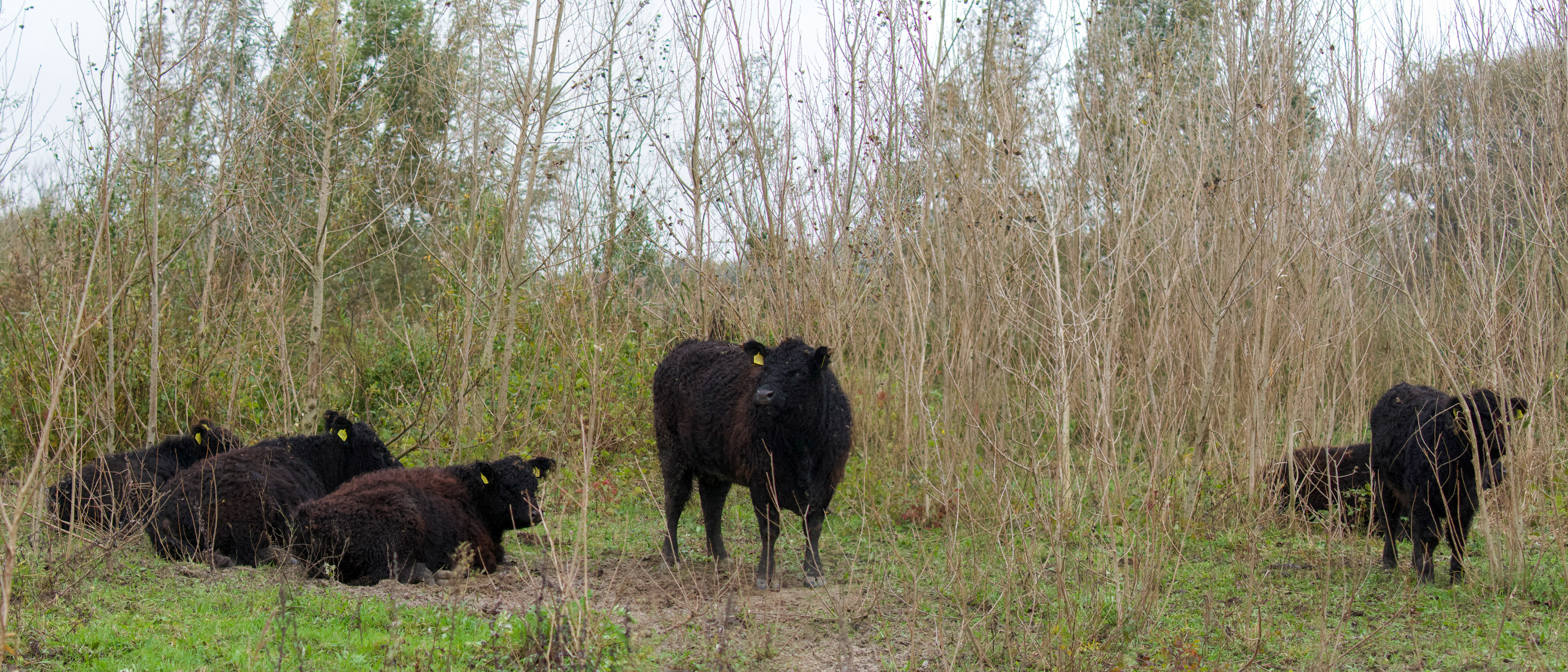 Galloways