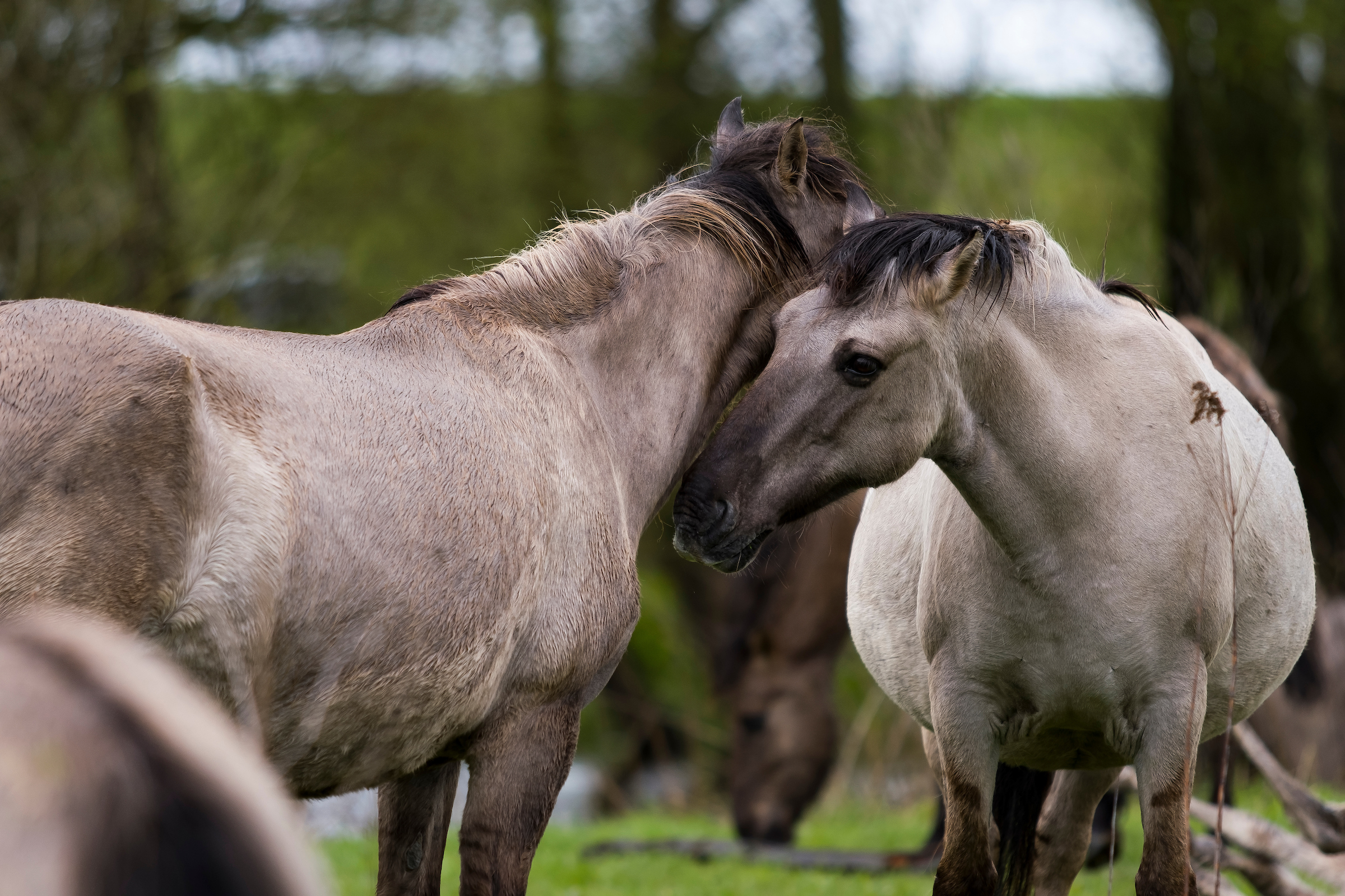 Konikpaarden