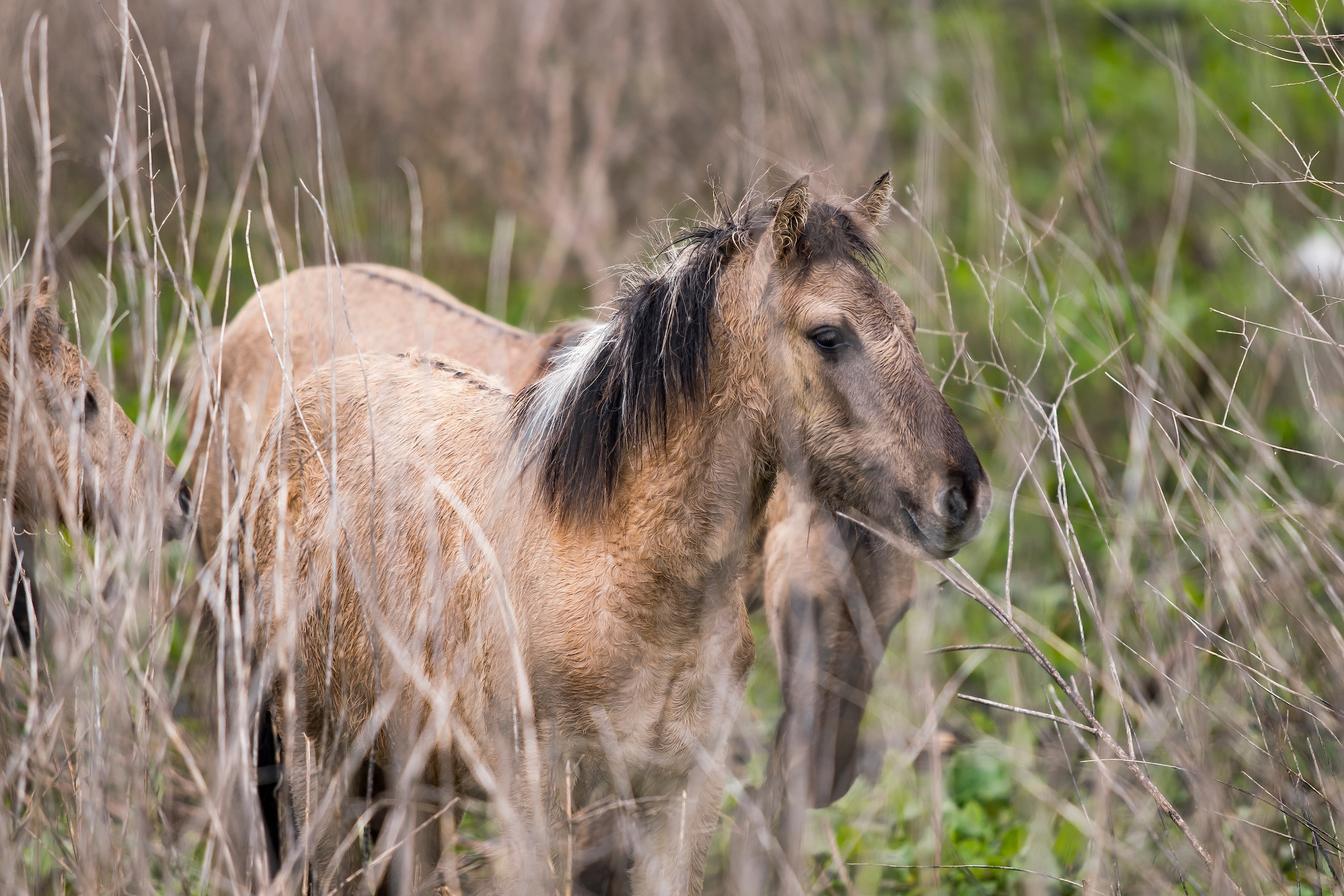 Konik