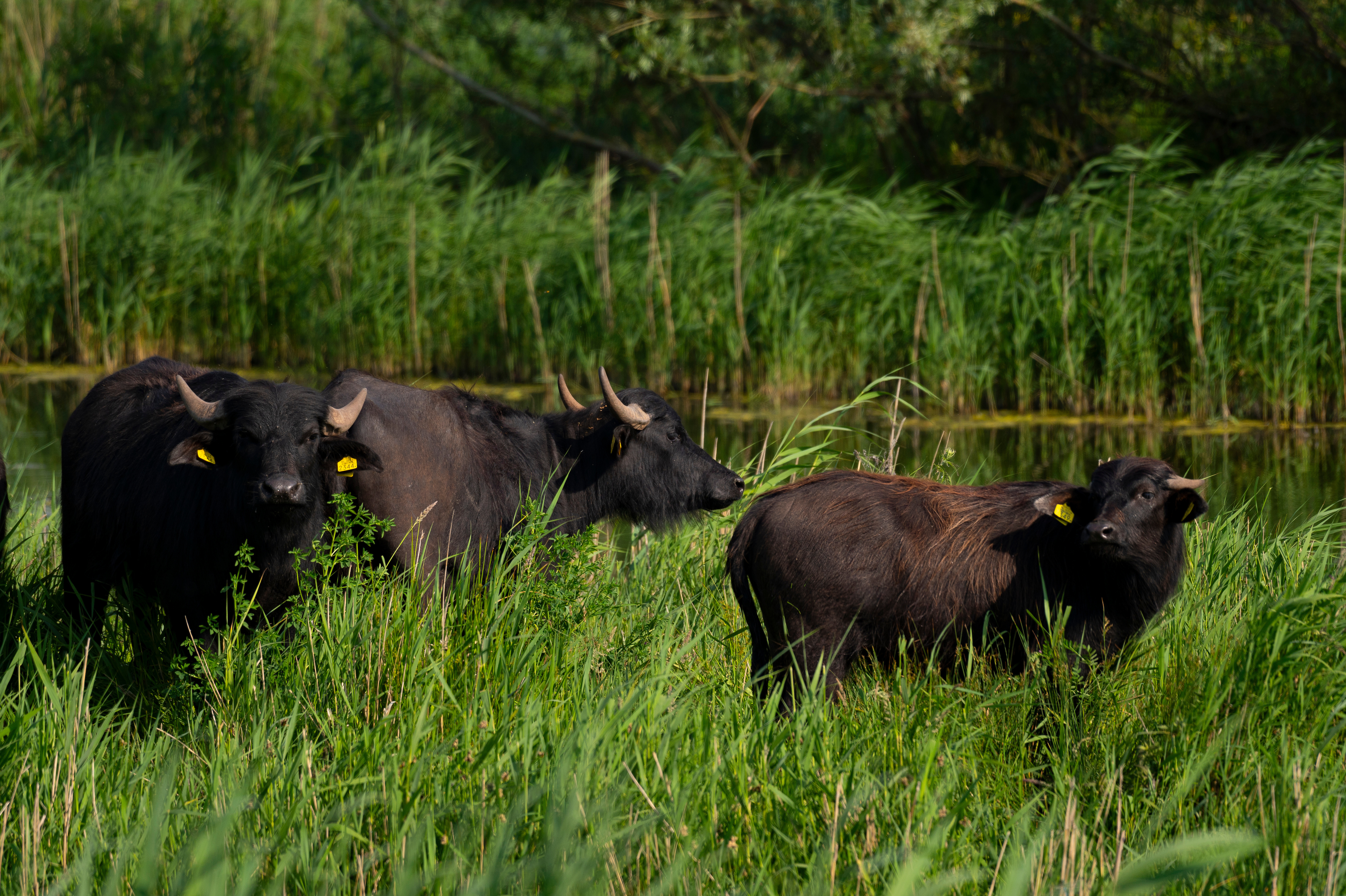 Waterbuffels