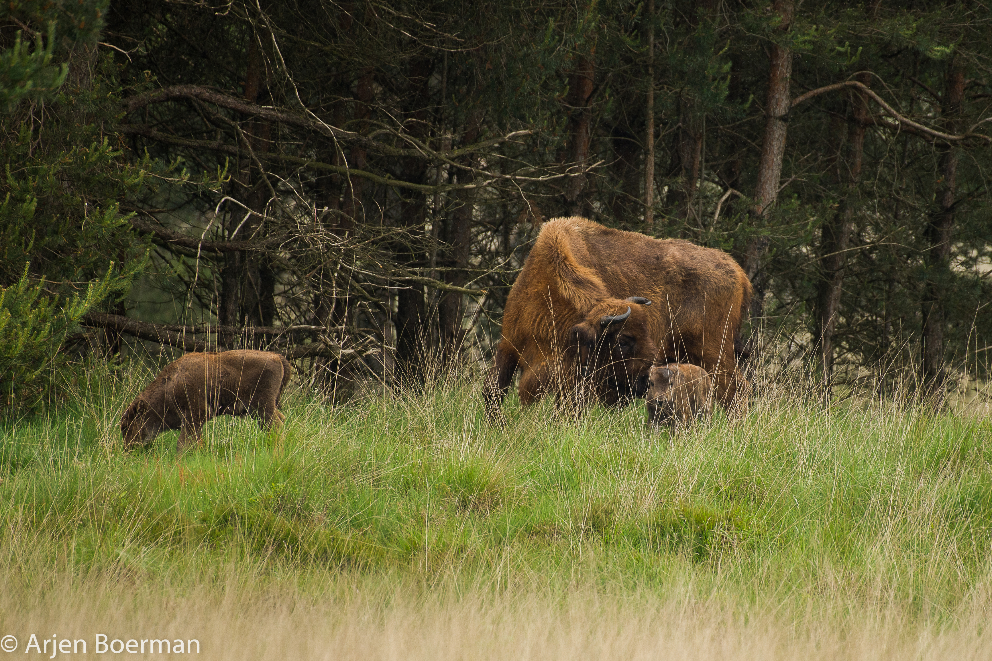 Kalf wisent Veluwe