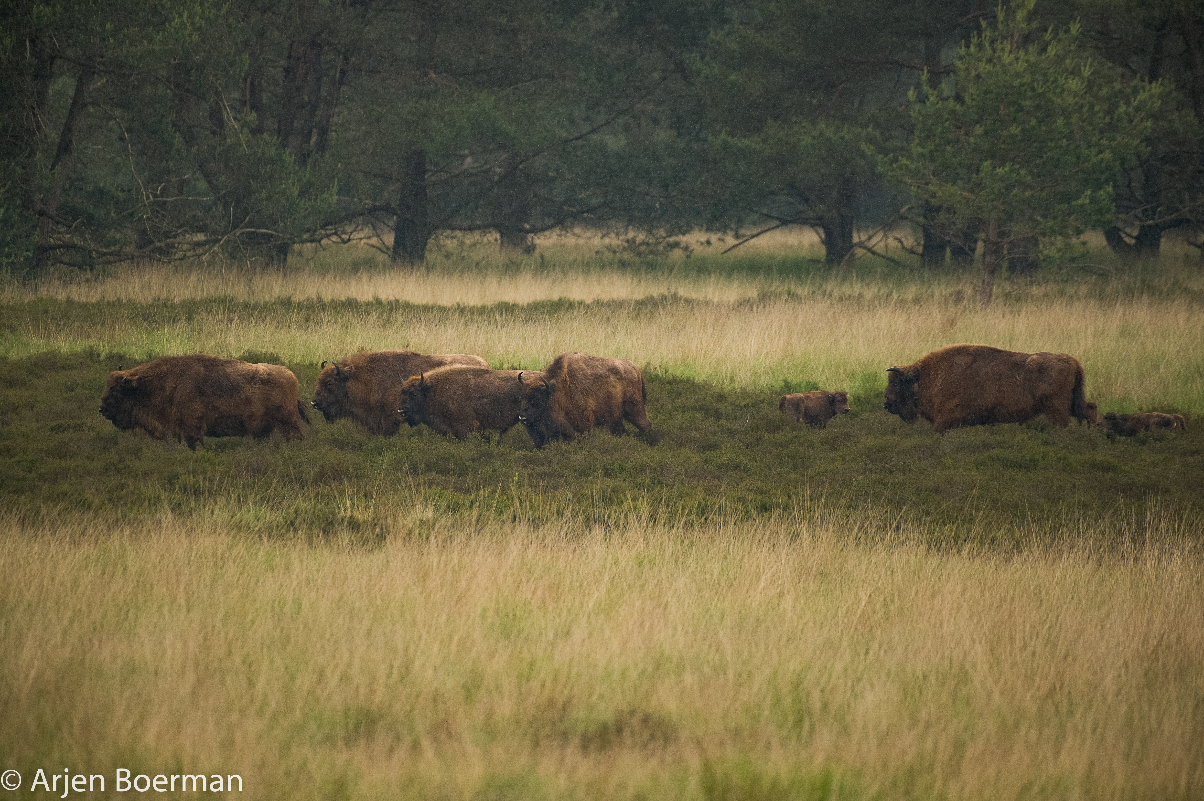 Kalfjes wisent Veluwe