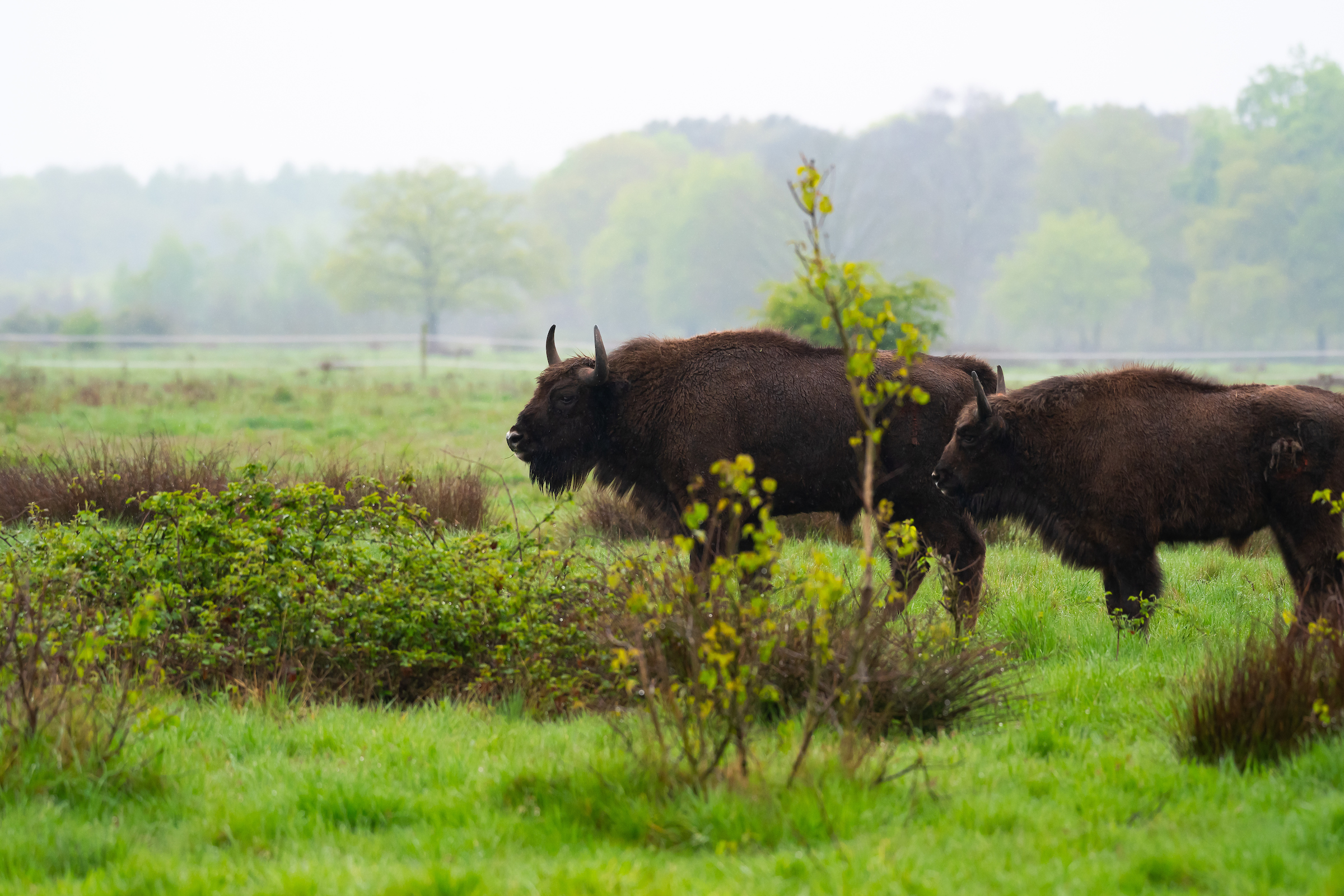 Wisent