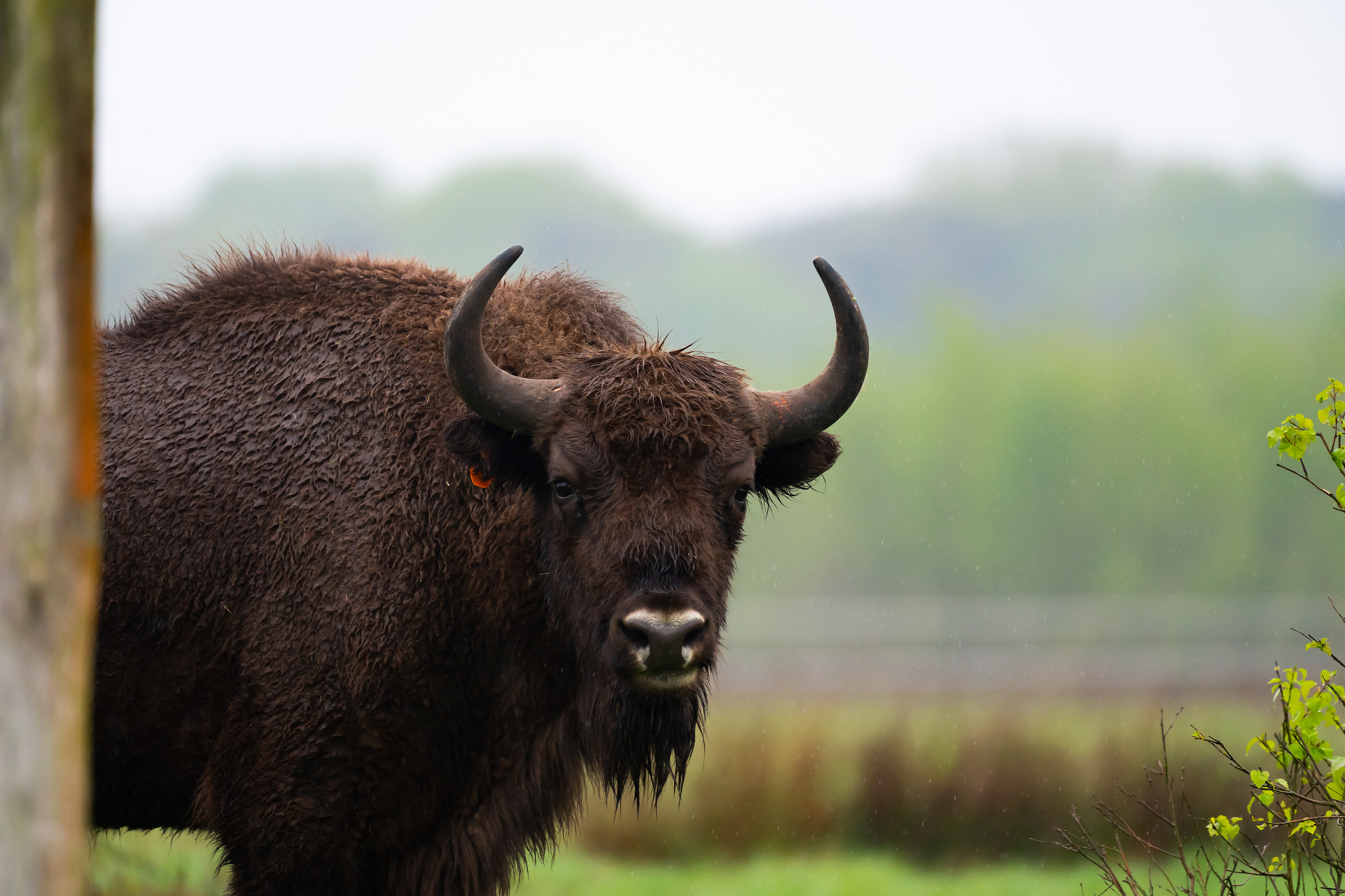 Wisent