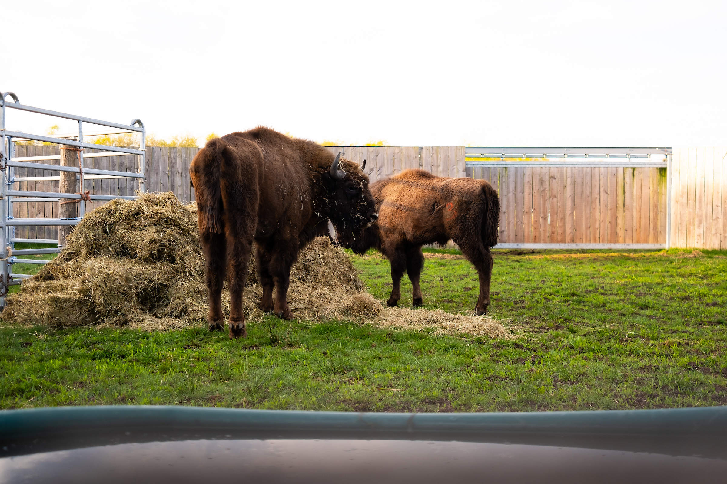 Wisent