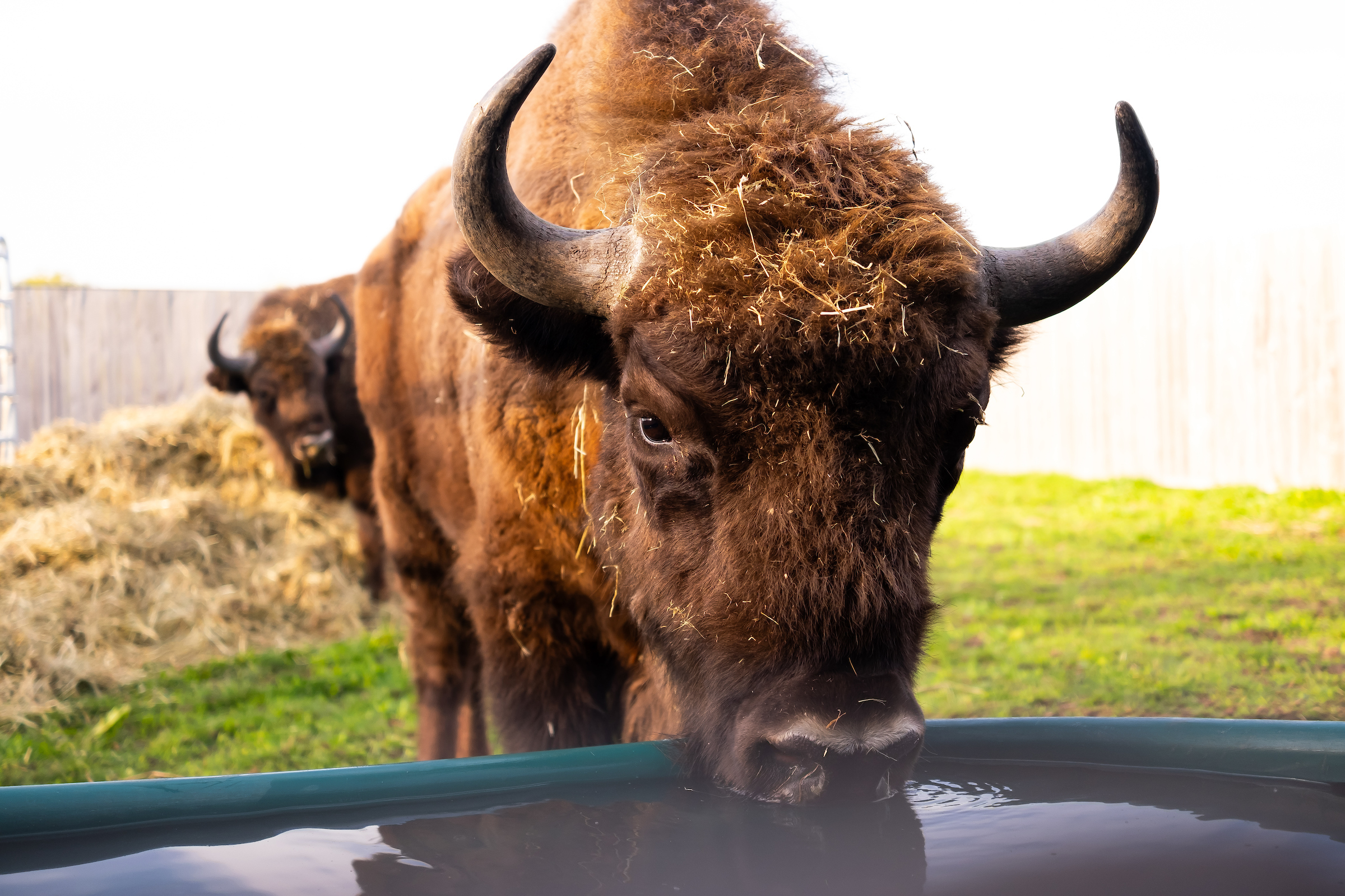 Wisent