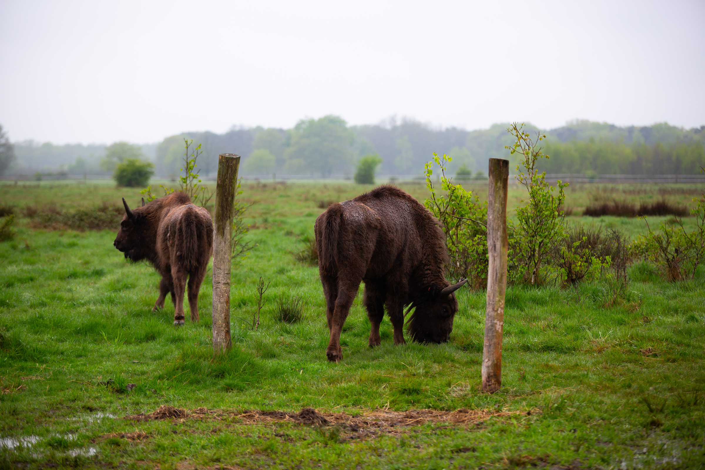 Wisent