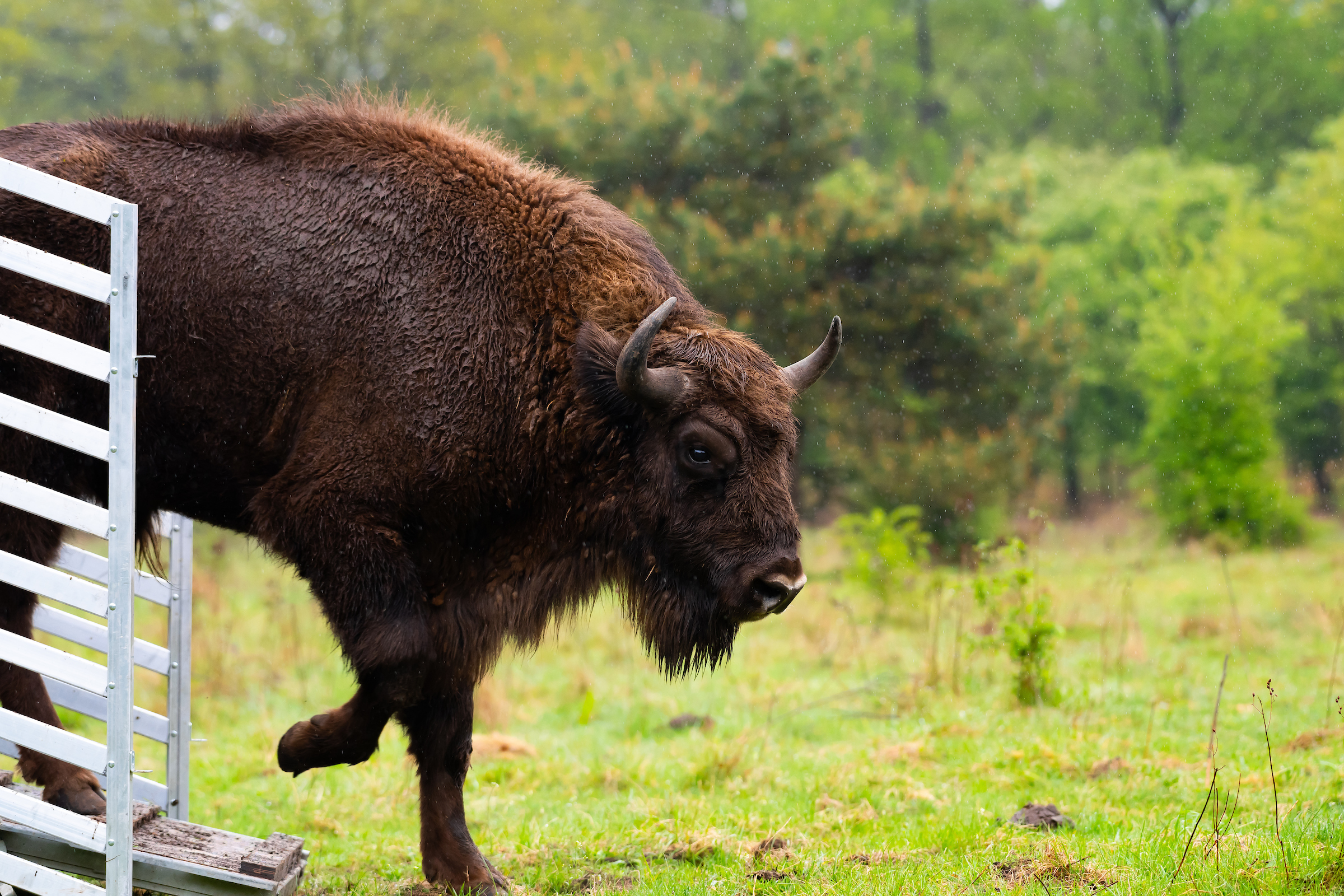 Wisent