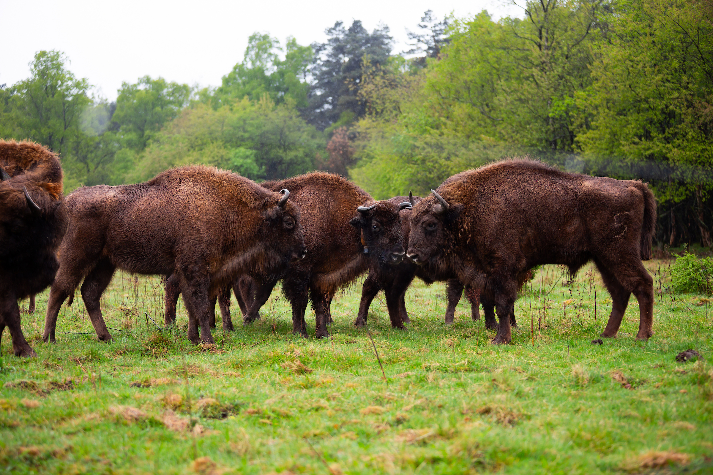 Wisent