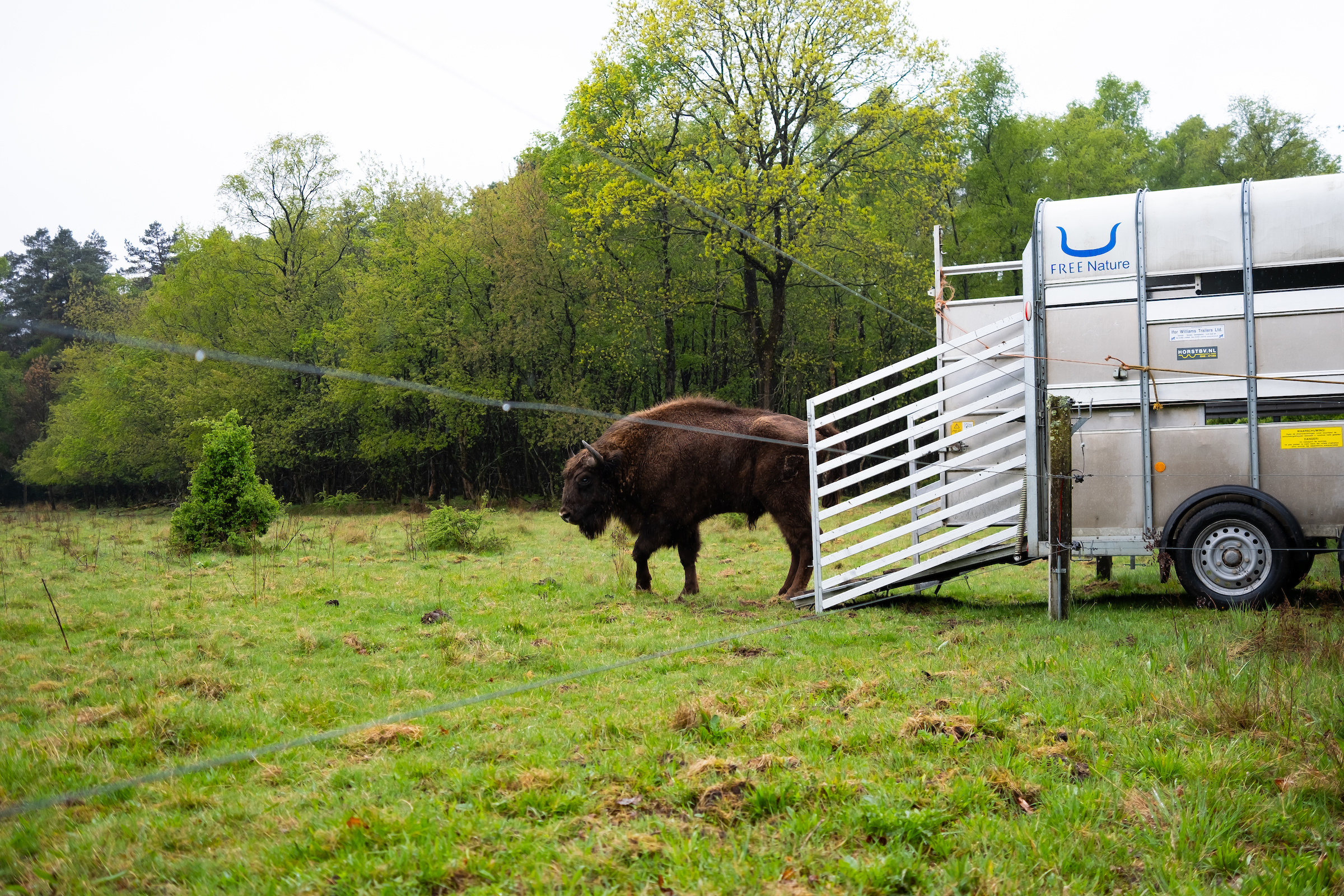 Wisent
