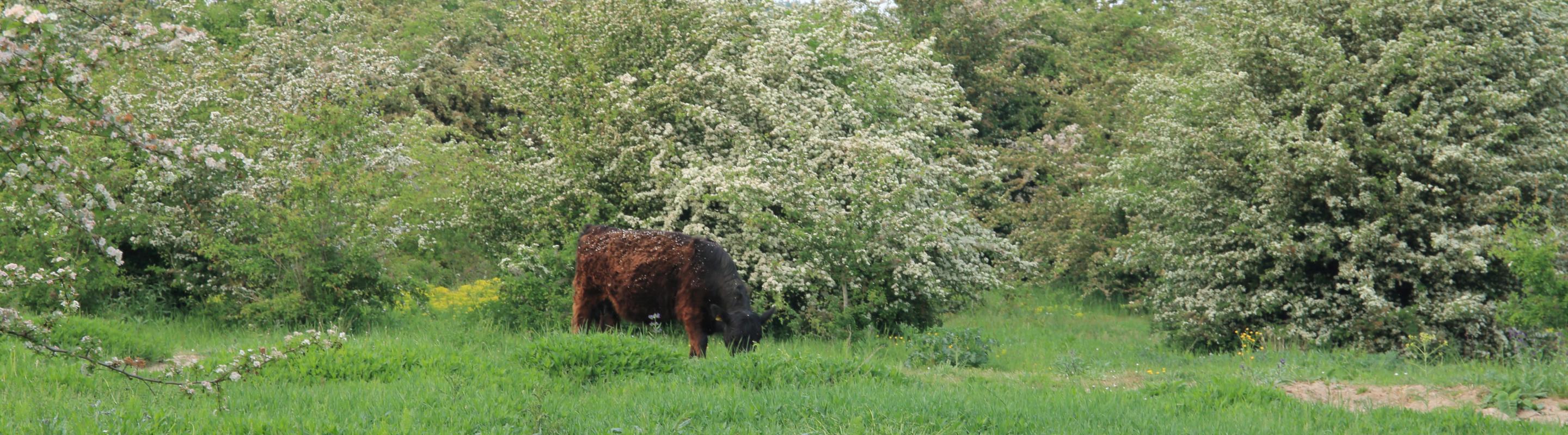 Miniatuur