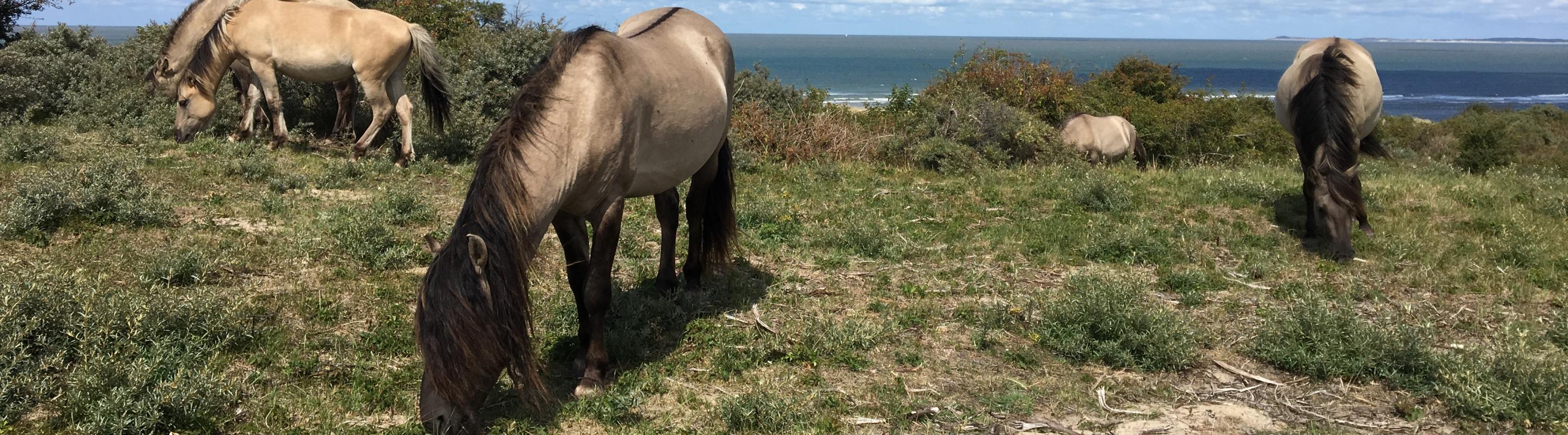Koniks aan de kust in Oranjezon