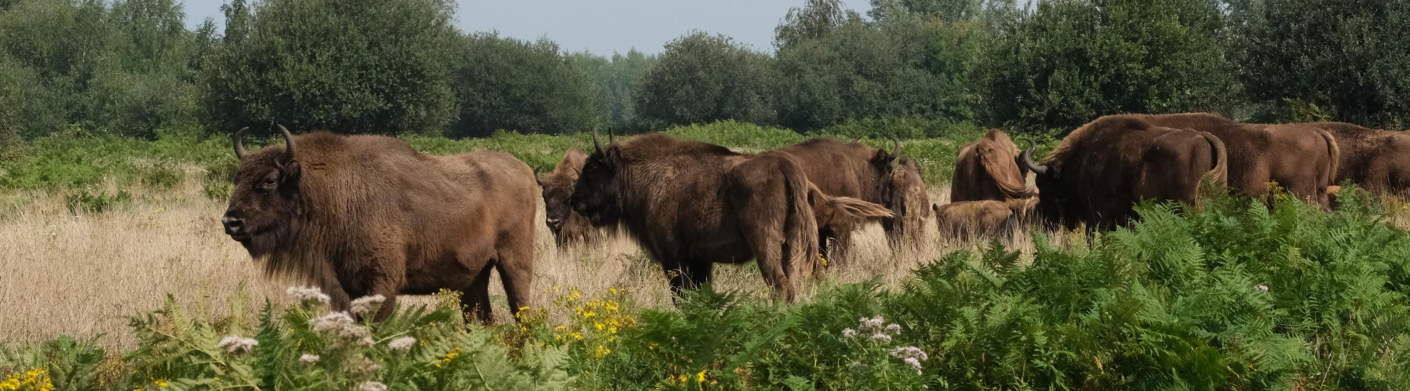 Wisenten Slikken van de Heen