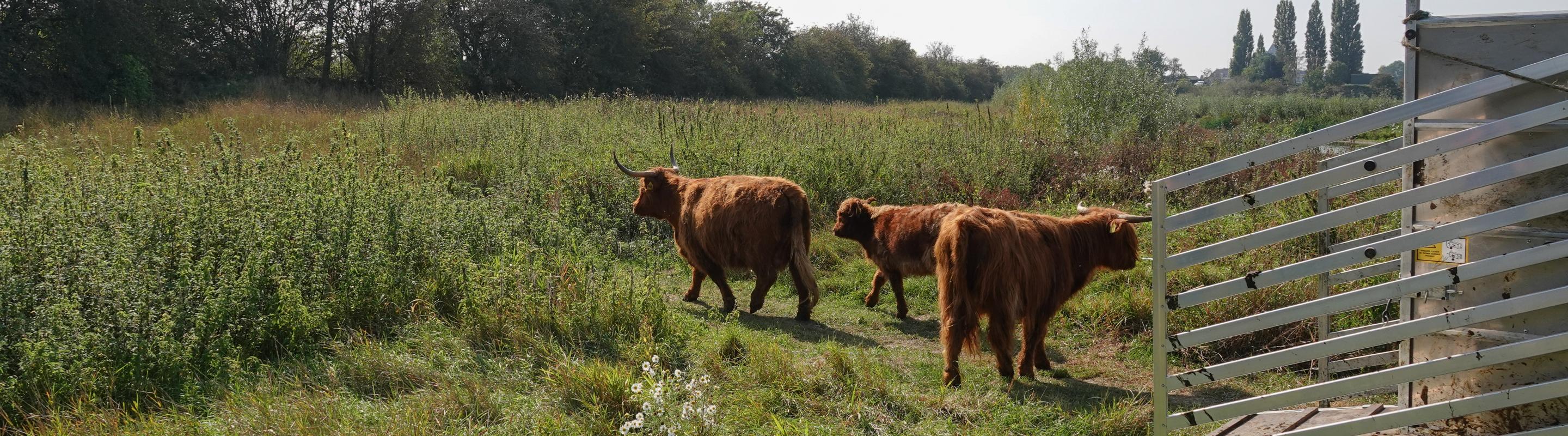 Schotse Hooglander worden vrijgelaten in de Kleine Willemswaard