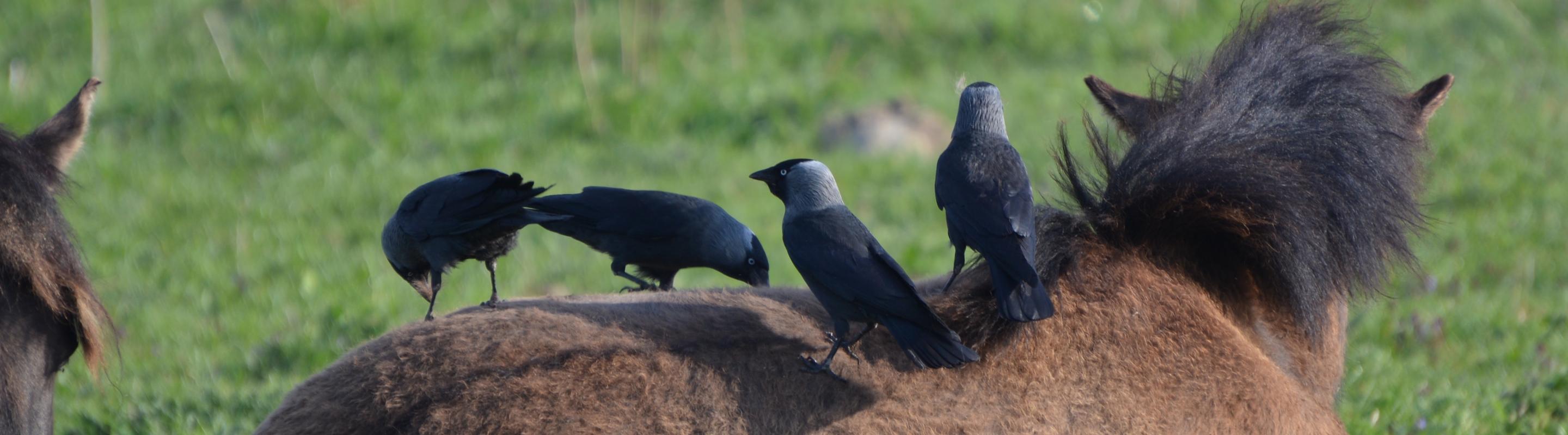 Kauwtjes verzamelen haren van een konik.