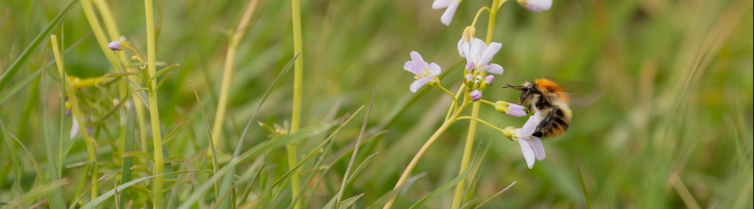 Akkerhommel op pinksterbloem © Sabine Wolters