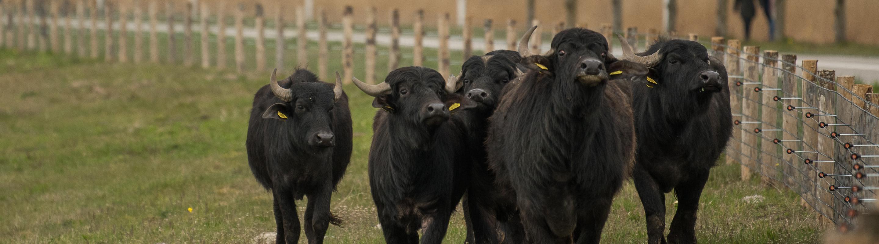 Waterbuffels losgelaten in Diemerscheg © Arjen Boerman