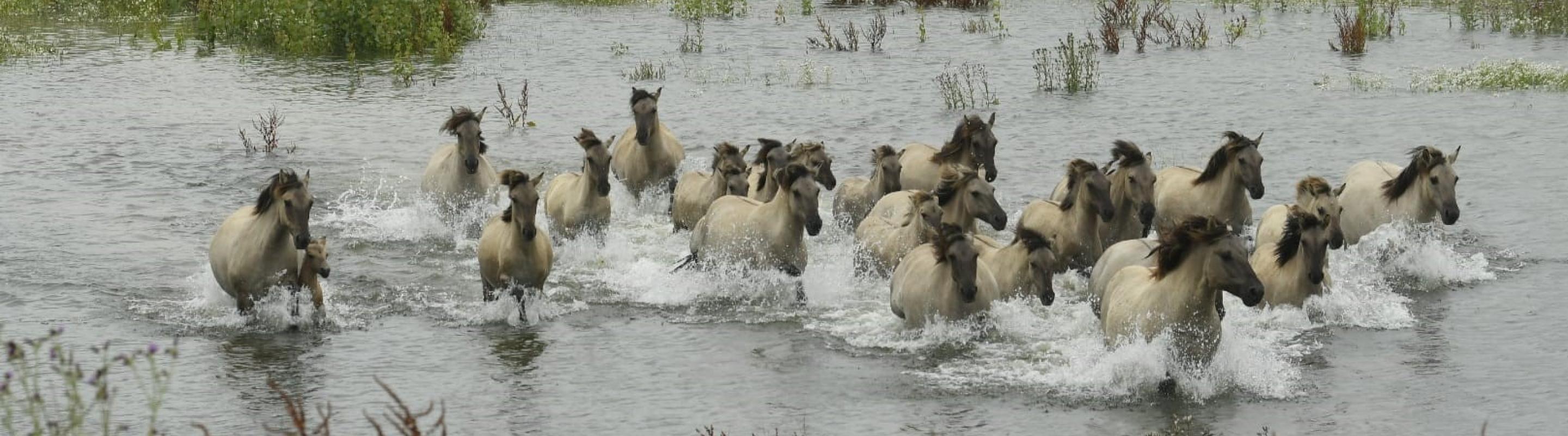 Evacuatie AD © Arjen Boerman