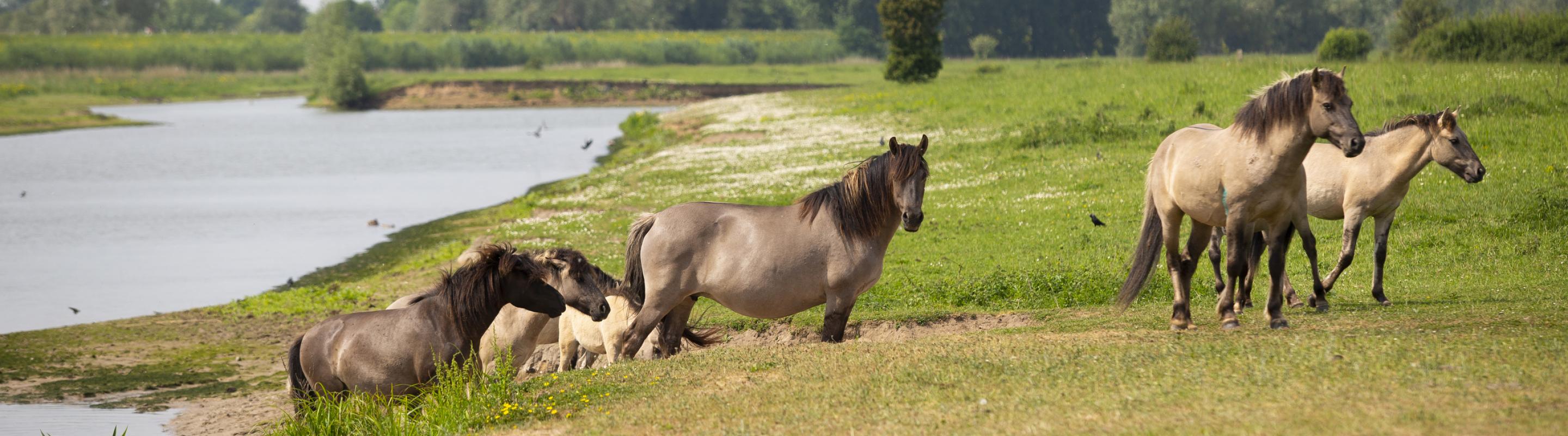 Koniks op de Groesplaat