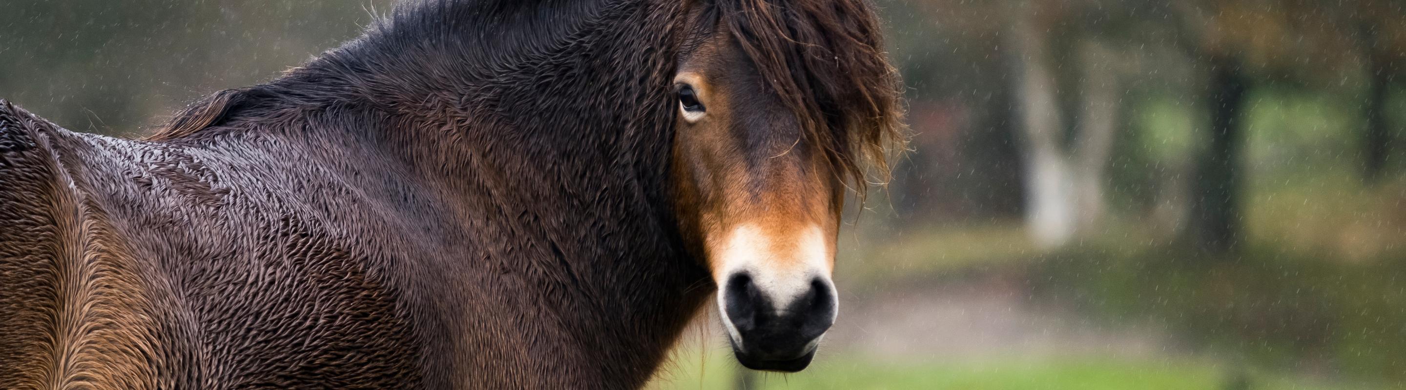 Exmoor op Schiermonnikoog