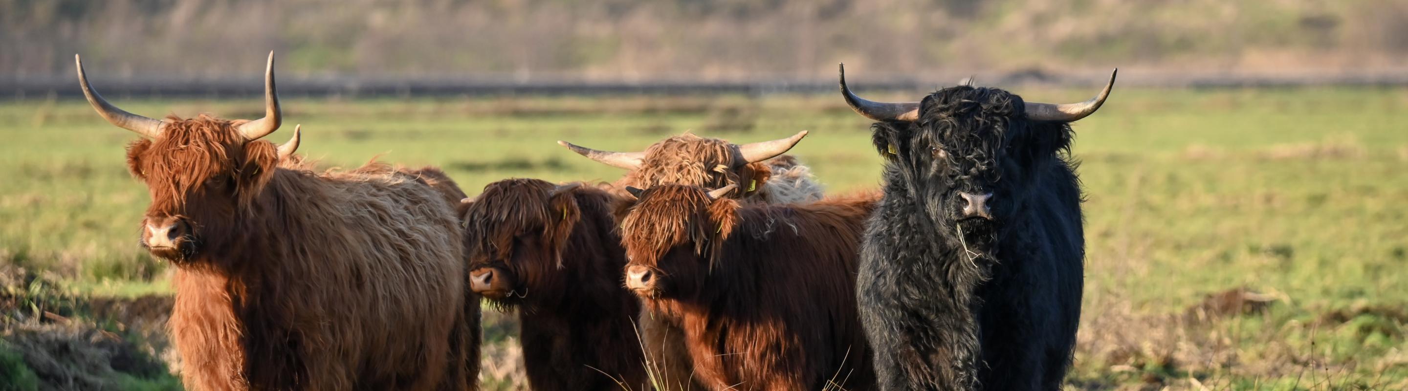 Schotse Hooglanders Oude Papelaan